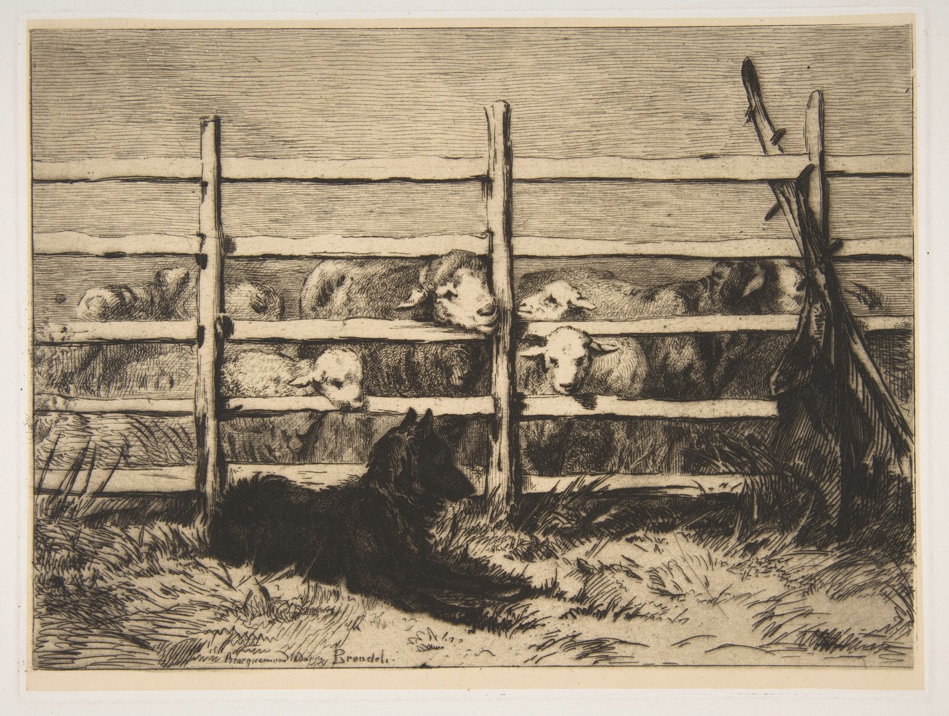 Moutons parqués by Félix Bracquemond