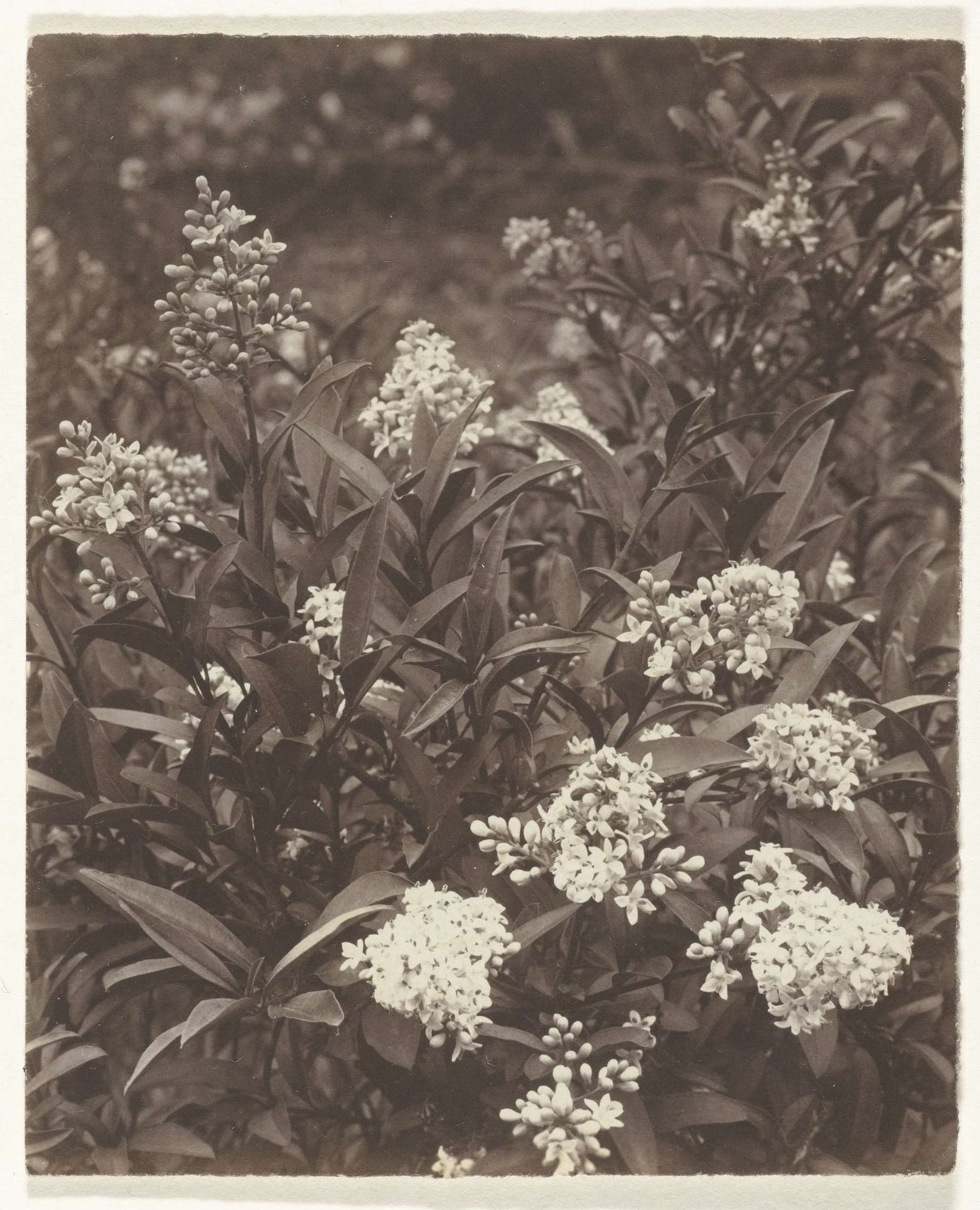 Bloeiende plant by Richard Tepe