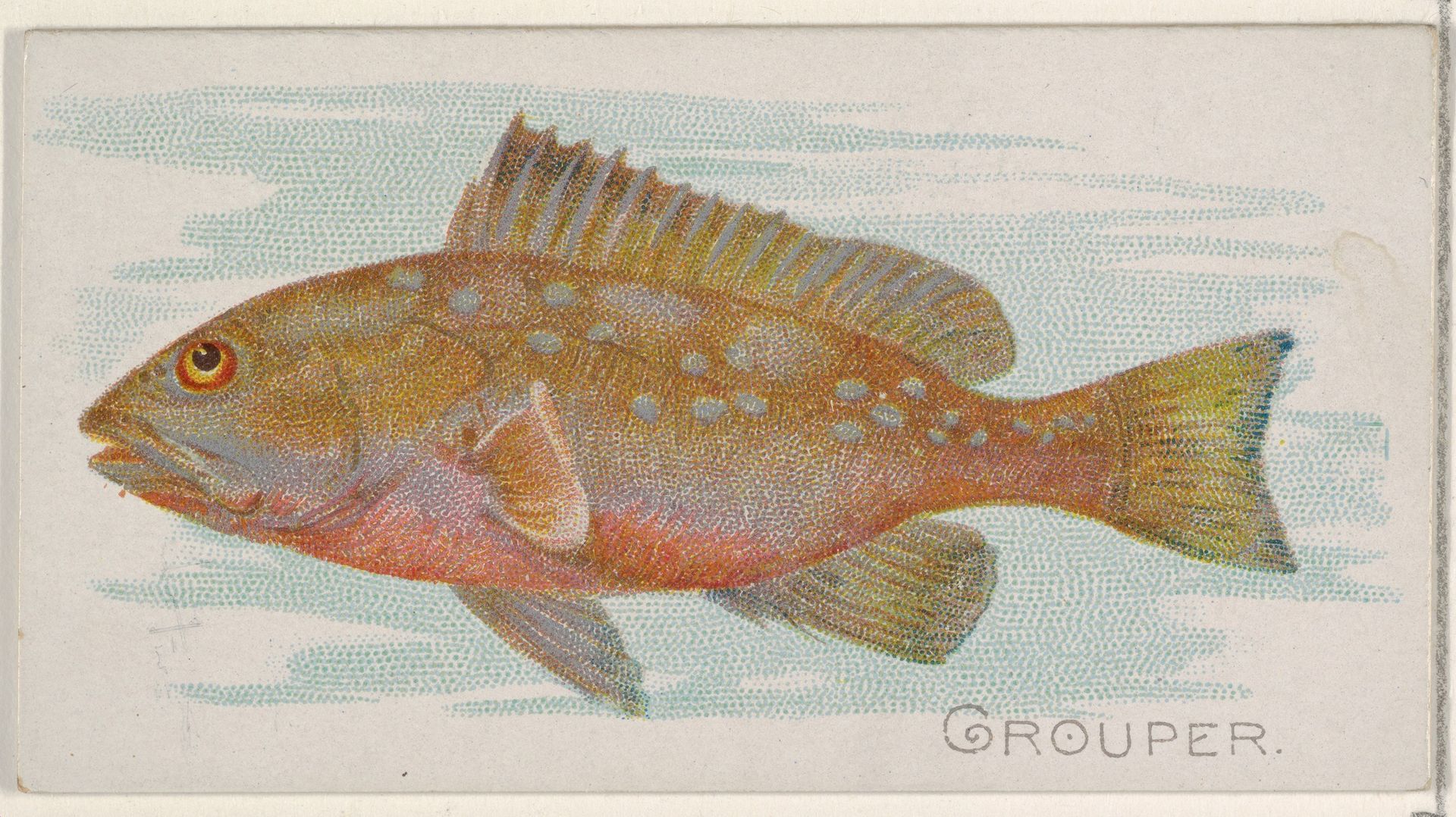 Grouper, from the Fish from American Waters series (N8) for Allen & Ginter Cigarettes Brands by Allen & Ginter