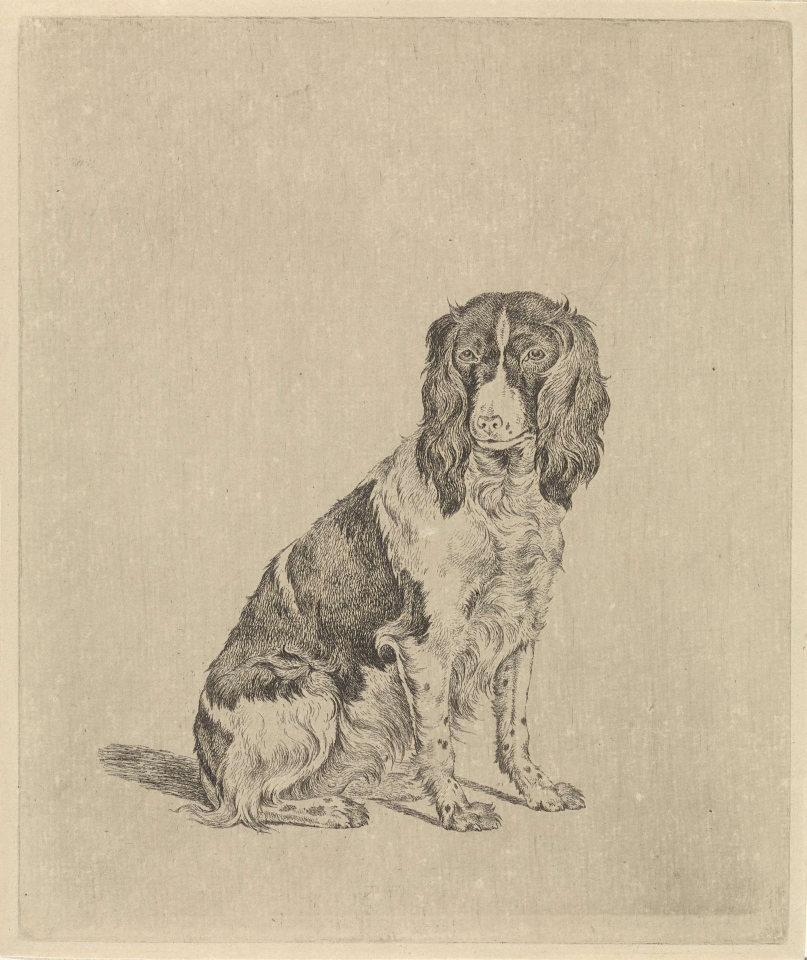 Zittende patrijshond by Pieter Janson