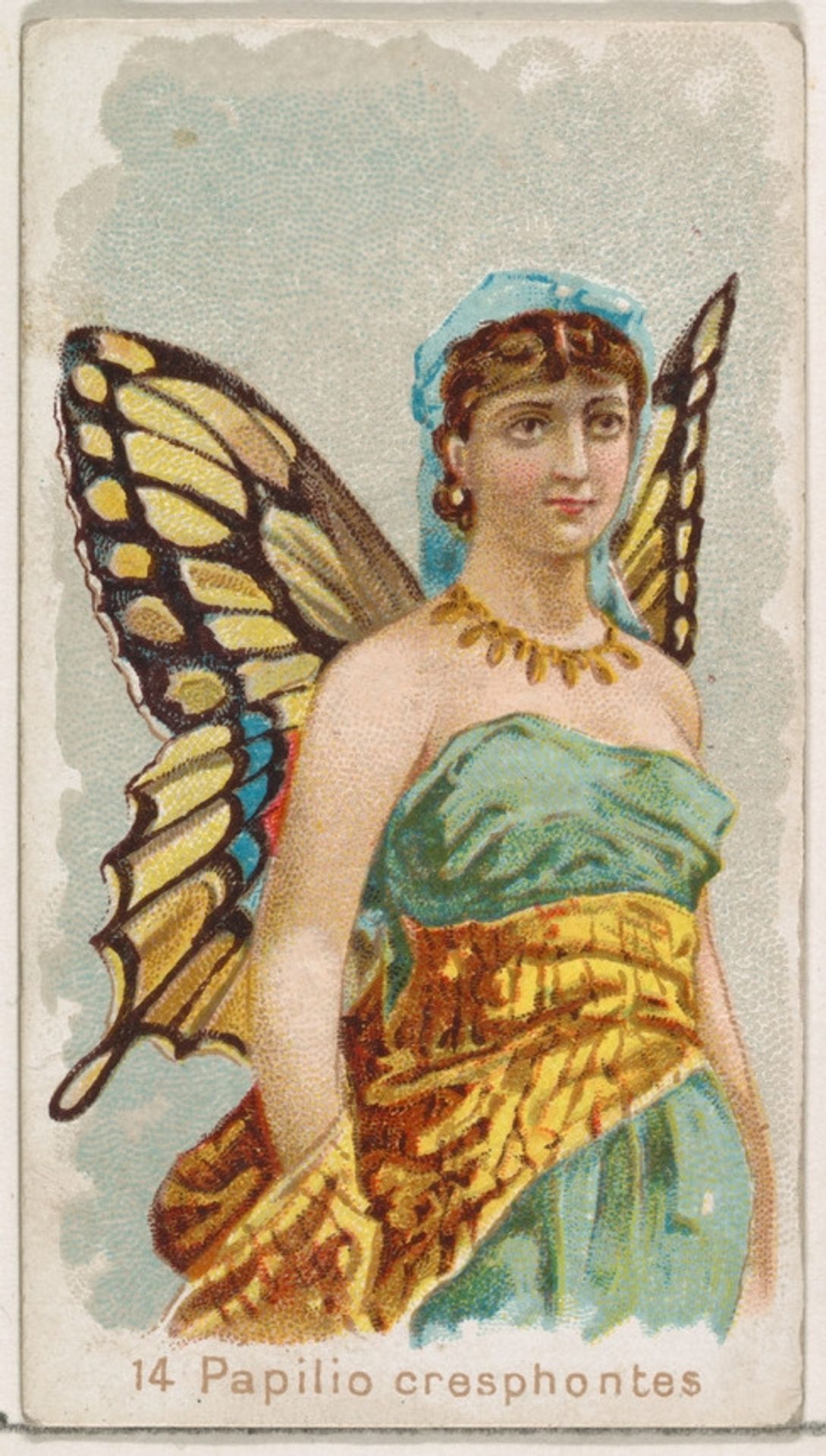 Card 14, Papilio Cresphontes, from the Butterflies series (N183) issued by Wm. S. Kimball & Co. by William S. Kimball & Company