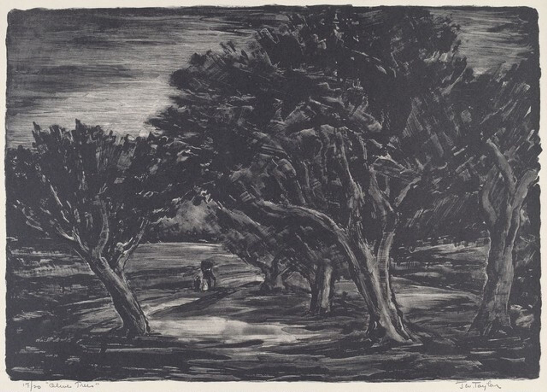 Olive Trees by John W. Taylor