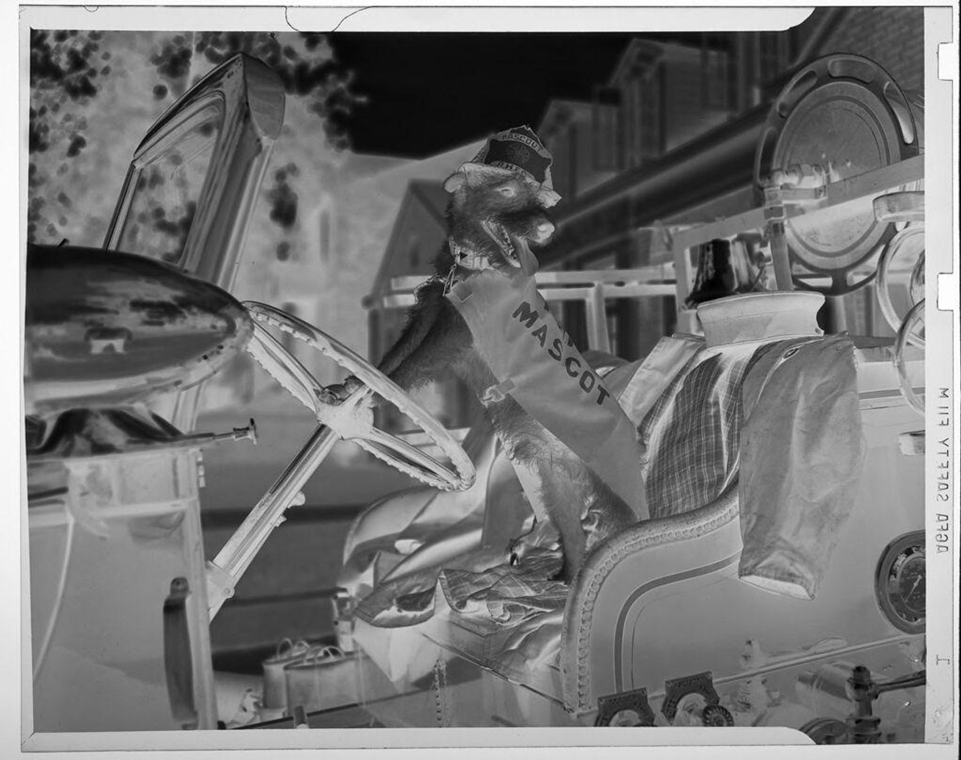 Untitled (dog wearing "mascot" cape pretending to drive firetruck) by Jack Gould