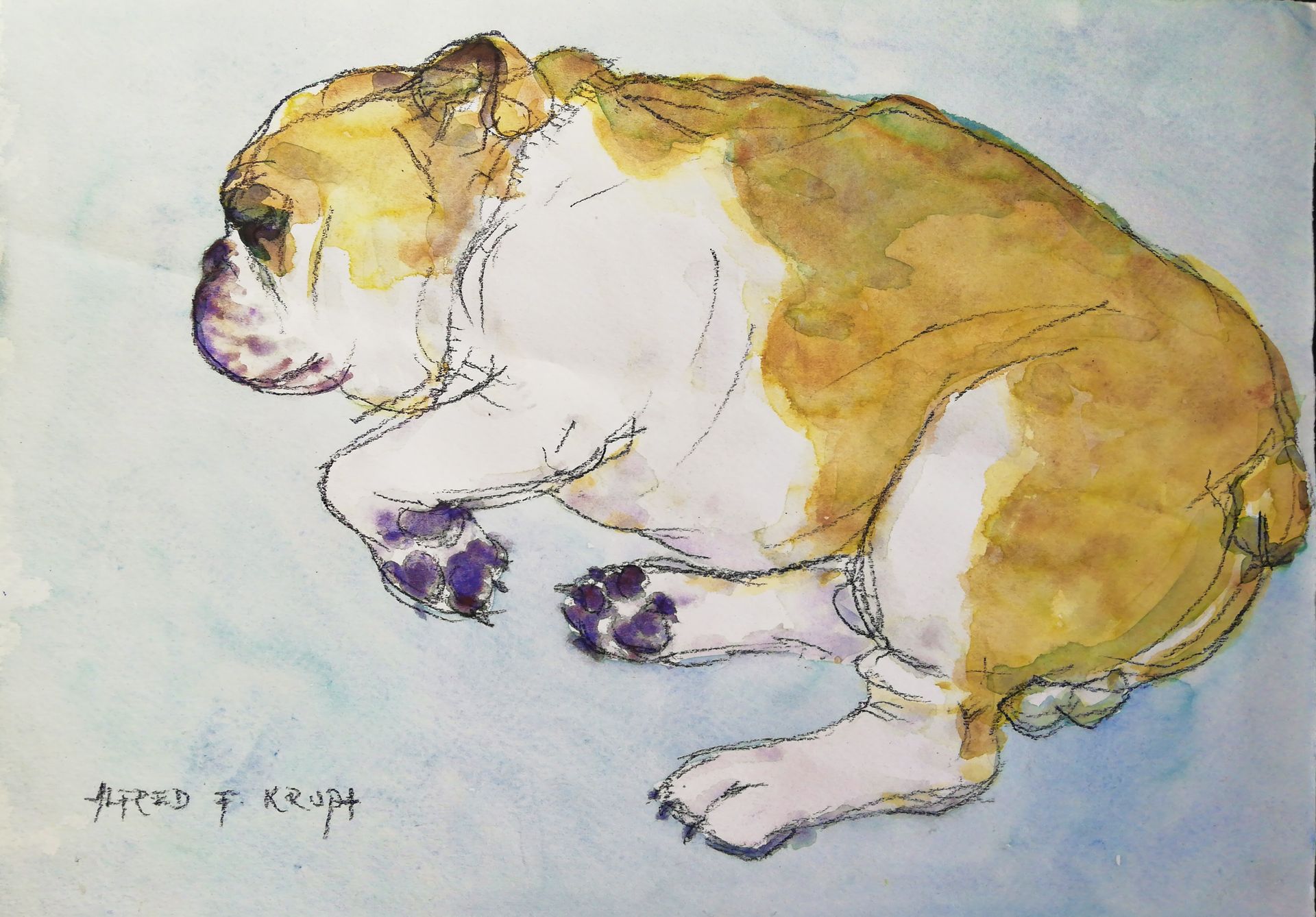 Our Spike sleeps by Alfred Freddy Krupa