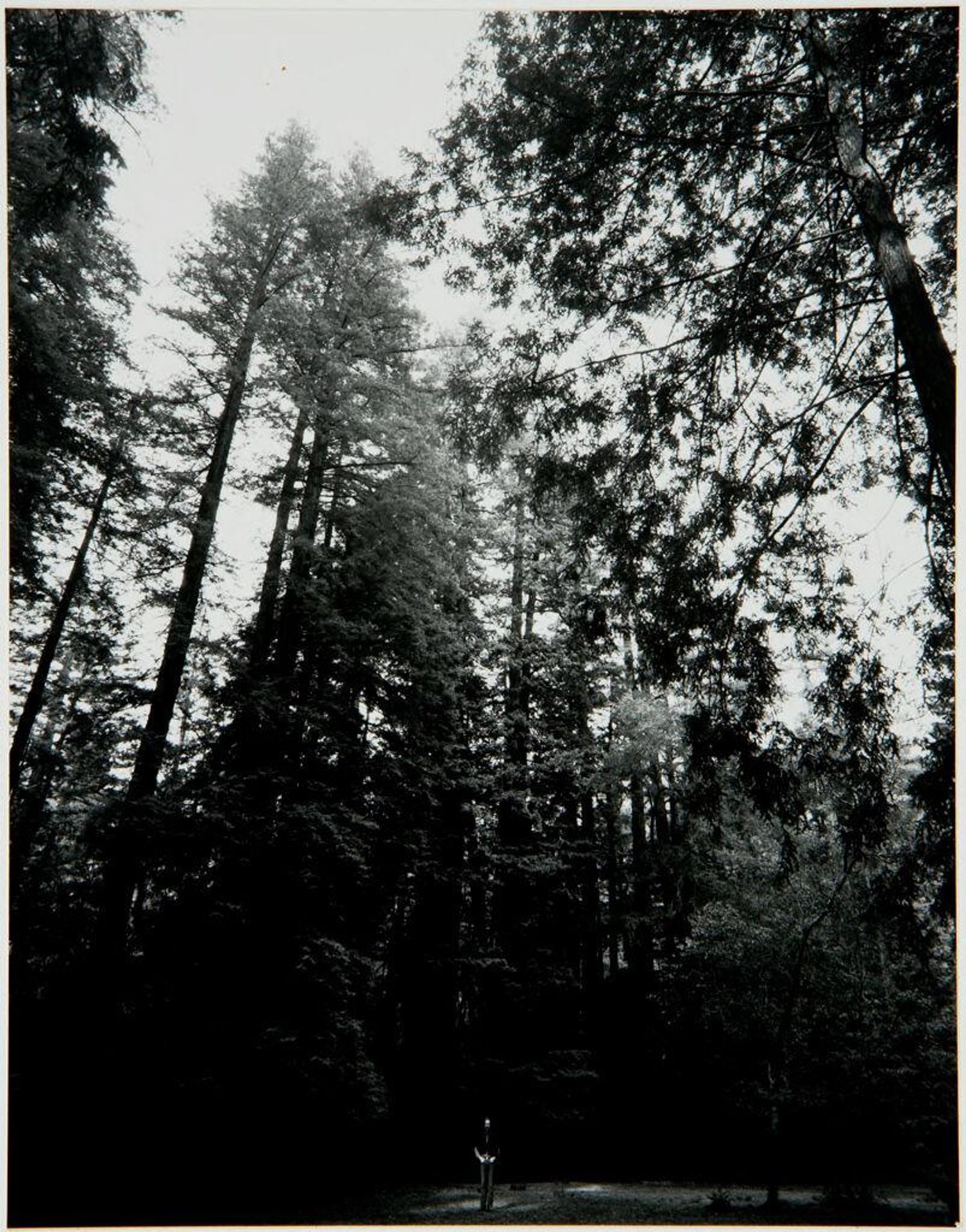 Portrait of the Artist as a Young Tree by William Burke