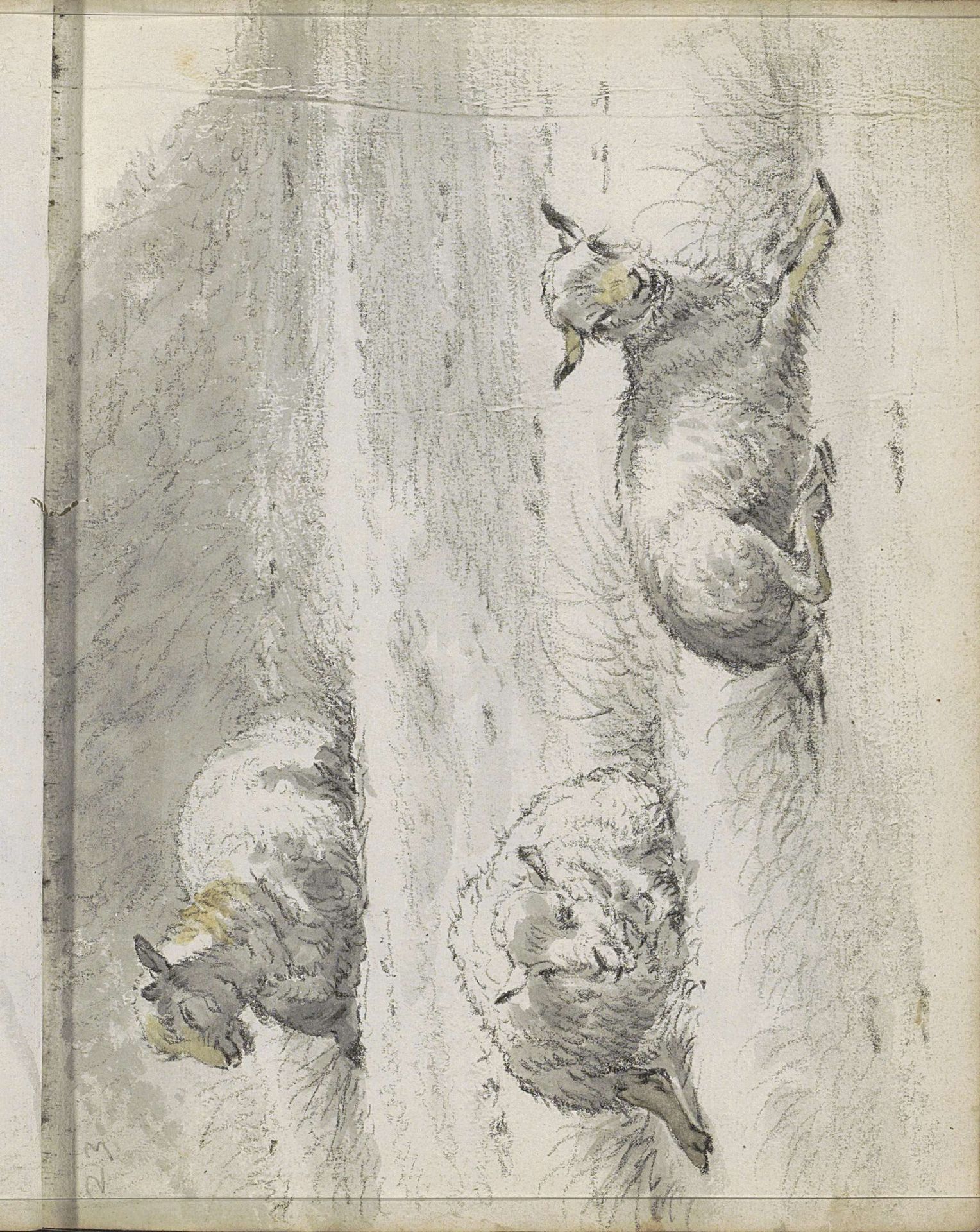 Liggende schapen aan de voet van een heuvel by Cornelis Saftleven