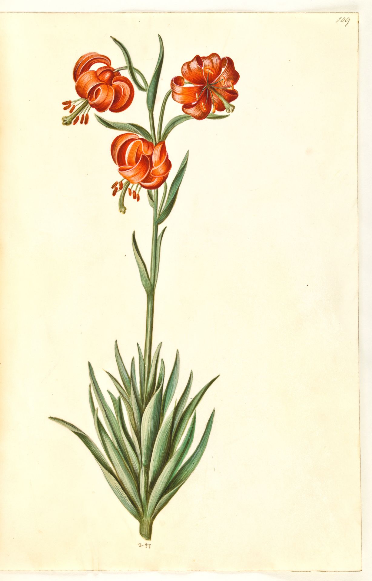 Lilium pomponium (pompon-lilje) by Hans Simon Holtzbecker