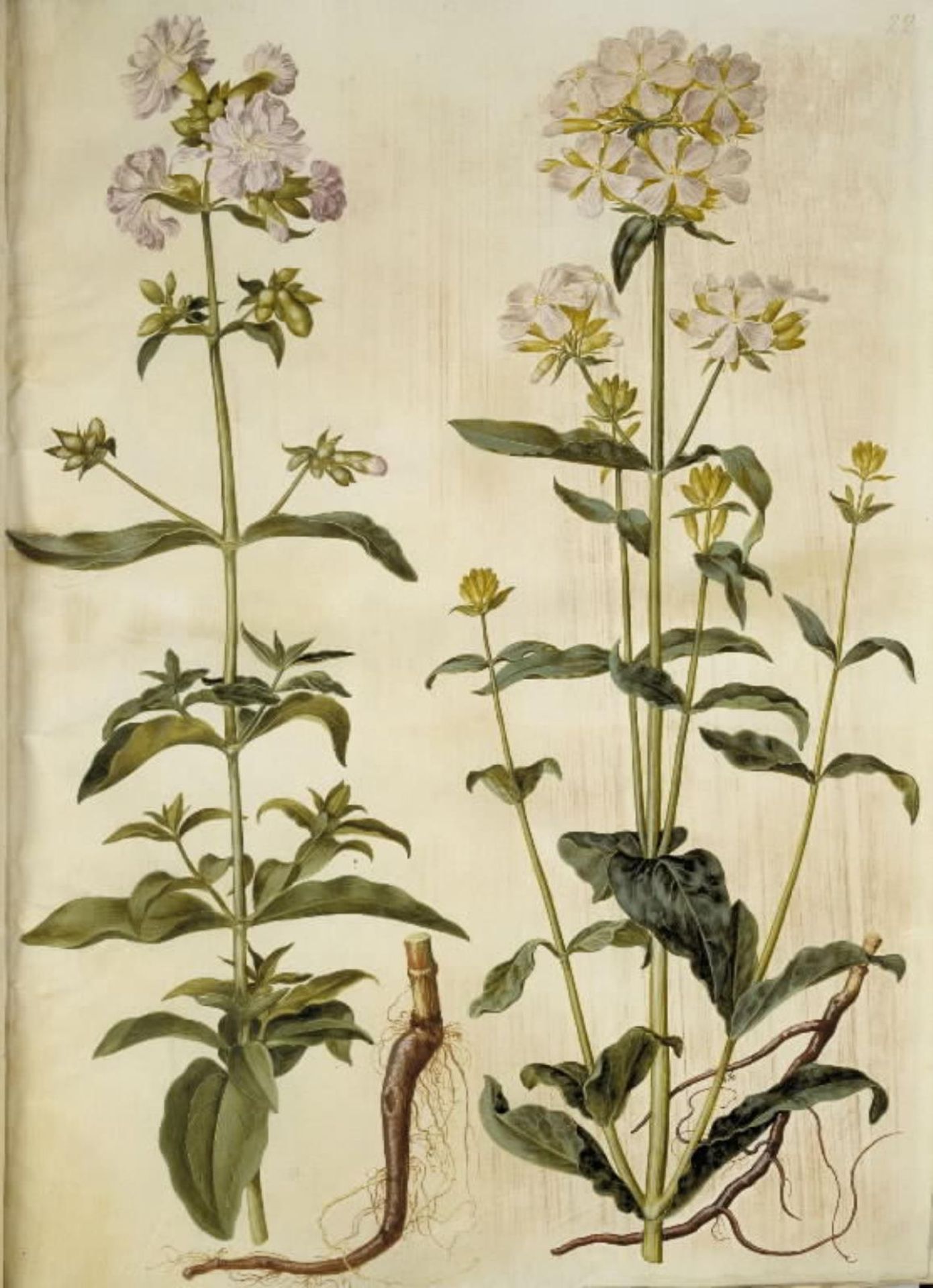 Saponaria officinalis (almindelig sæbeurt) by Hans Simon Holtzbecker
