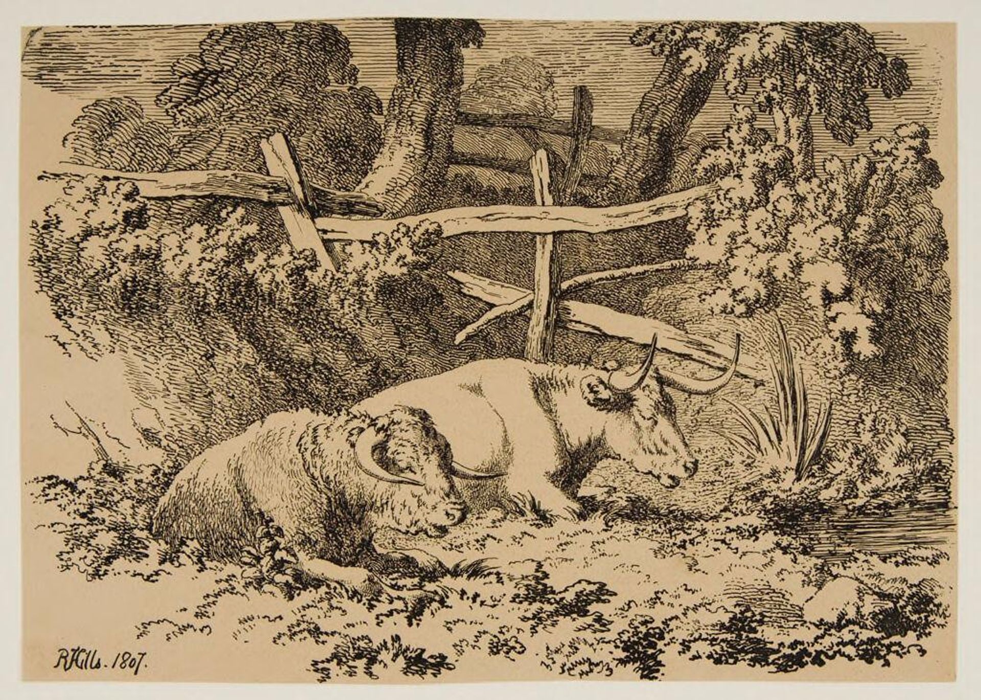 Two Cows Resting by a Fence by Robert Hills
