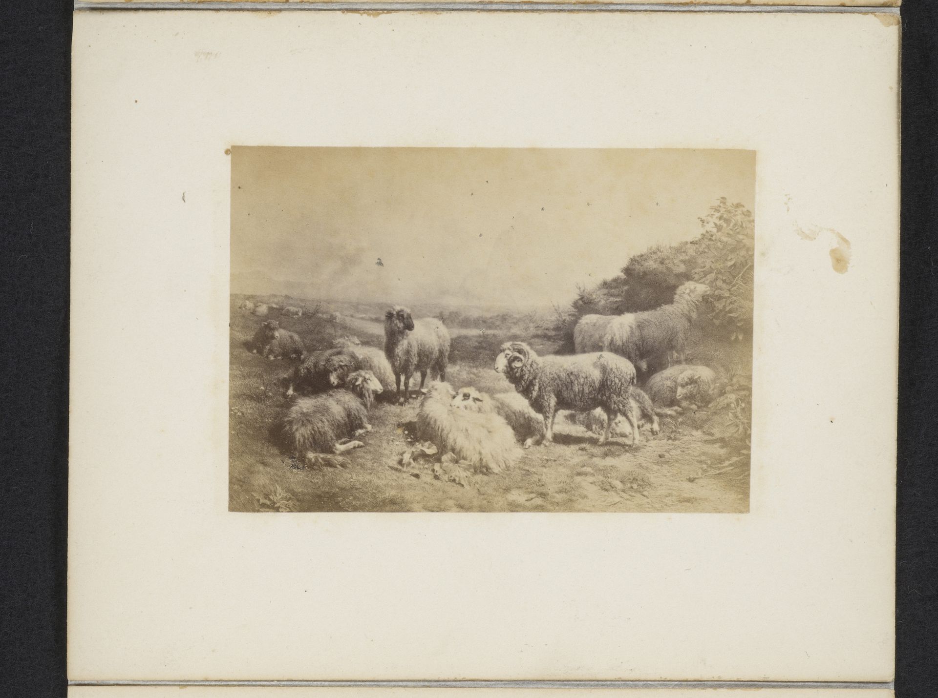 Fotoreproductie van een schilderij van Rosa Bonheur van schapen by Anonymous