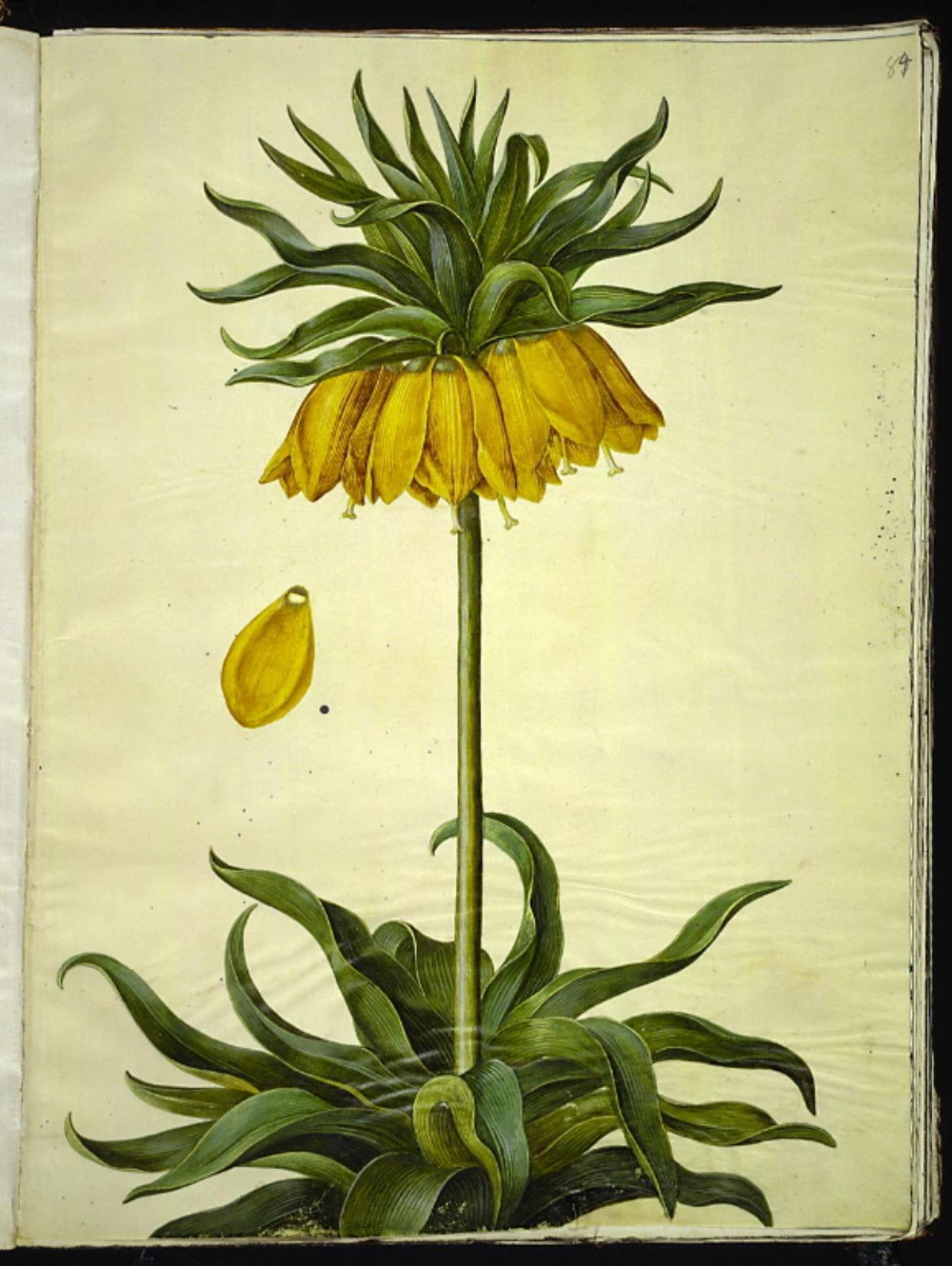 Fritillaria imperialis (kejserkrone) by Hans Simon Holtzbecker