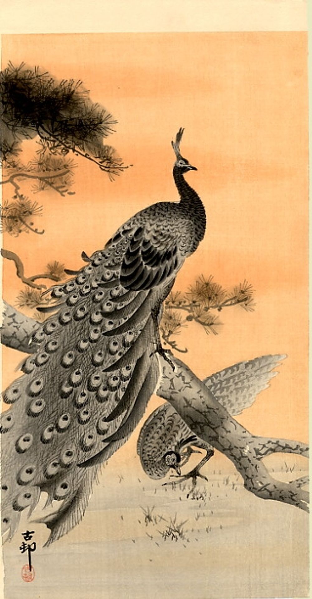 Peacock and Hen by Ohara Koson