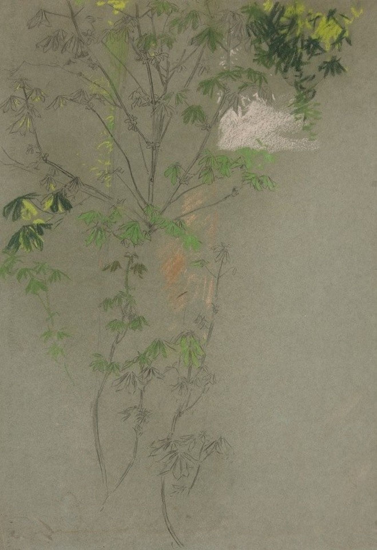 Sketch of leafing tree branches by Edwin Austin Abbey