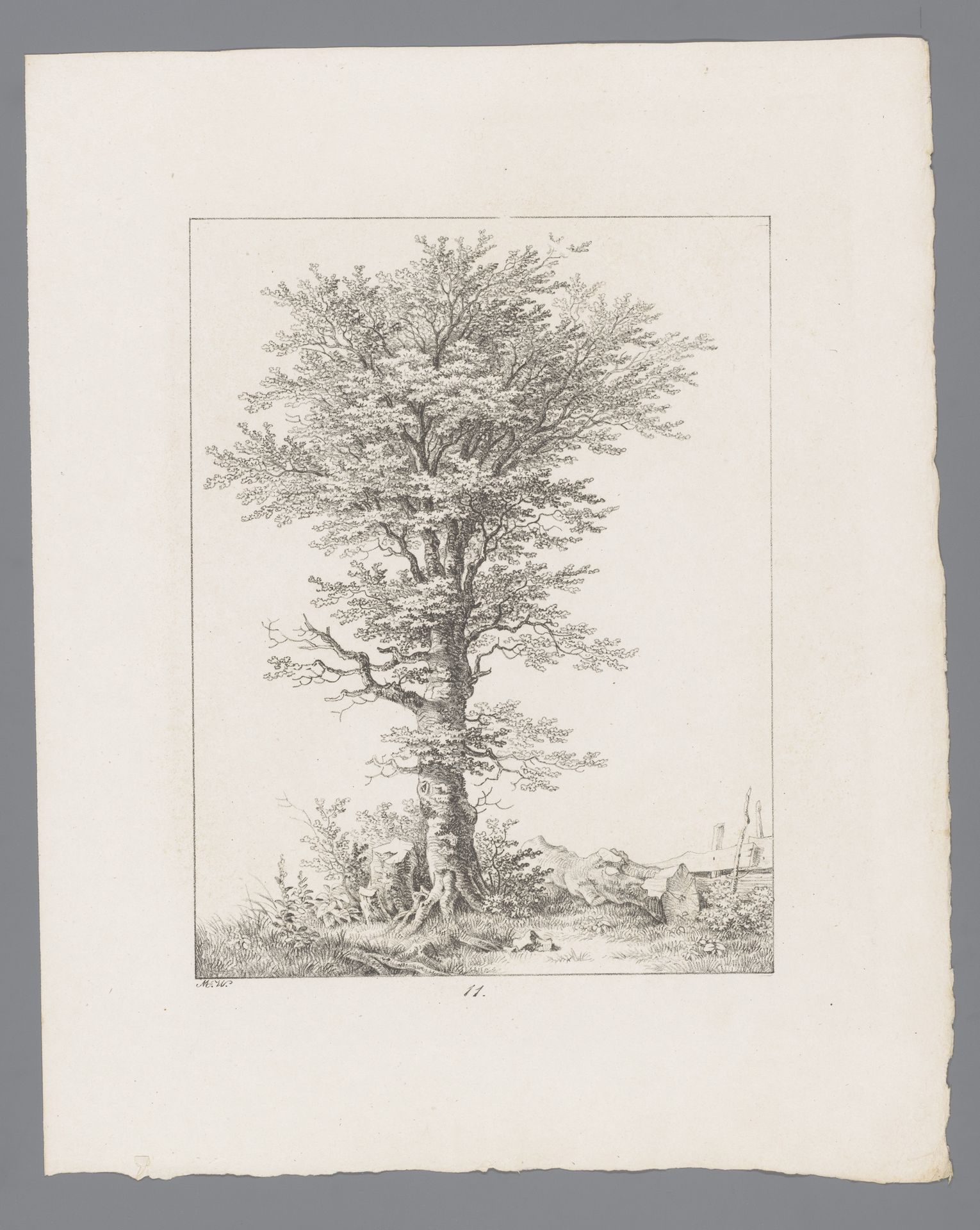 Grote boom naast een boomstronk by Max Josef Wagenbauer