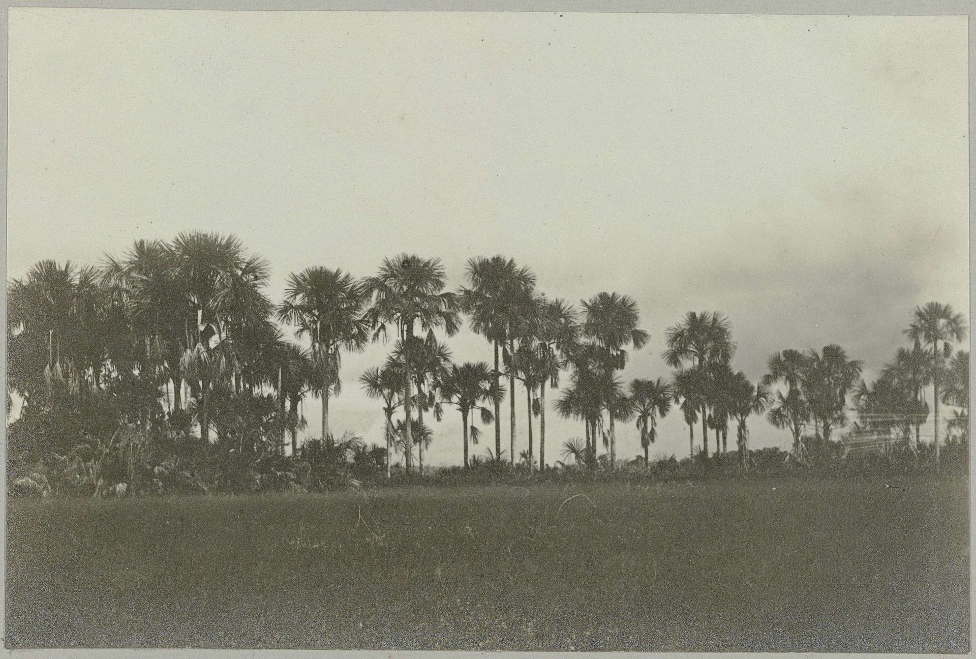 Mauritiuspalmen Republiek-Berlijn by Hendrik Doijer