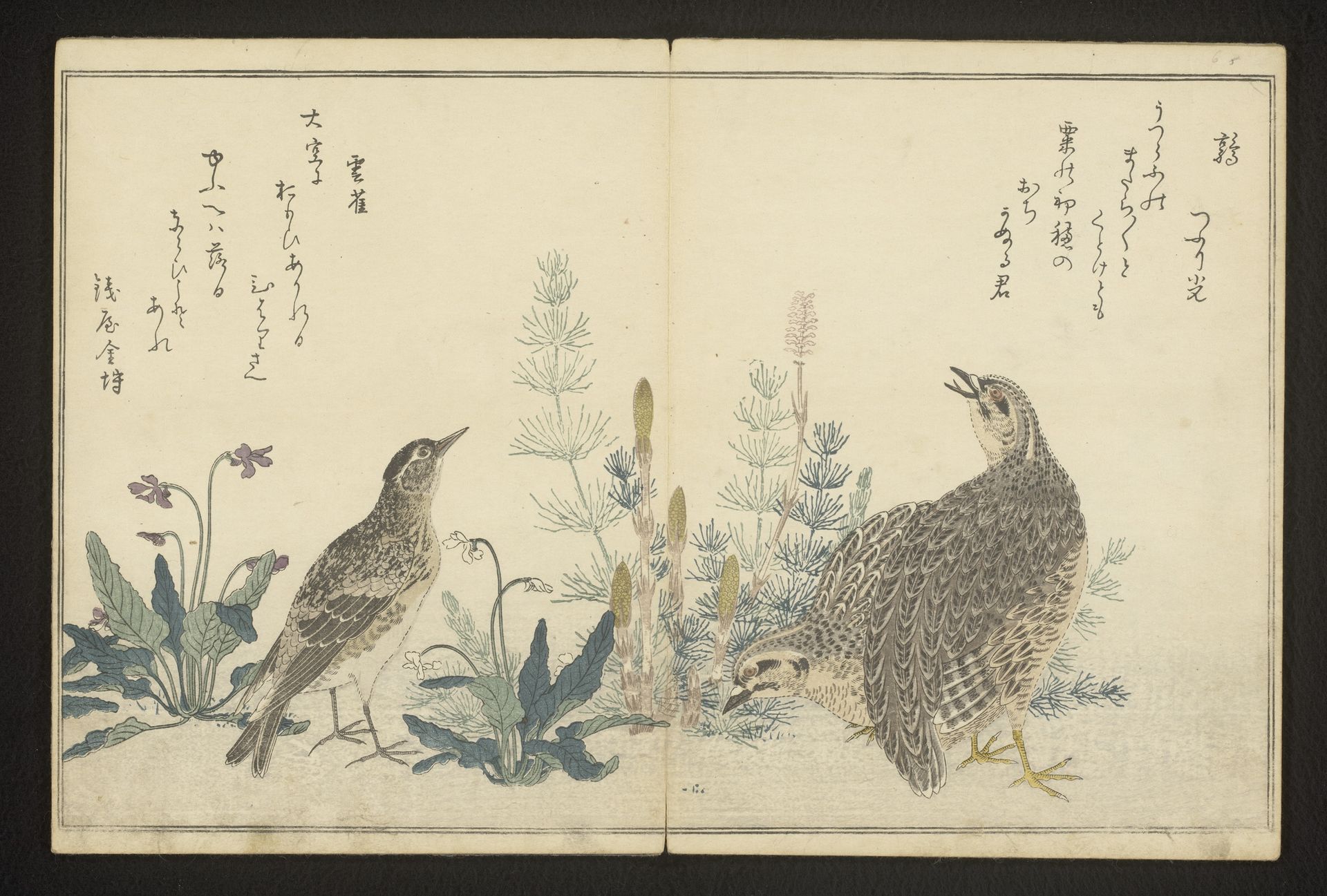 Quail and skylark by Kitagawa Utamaro