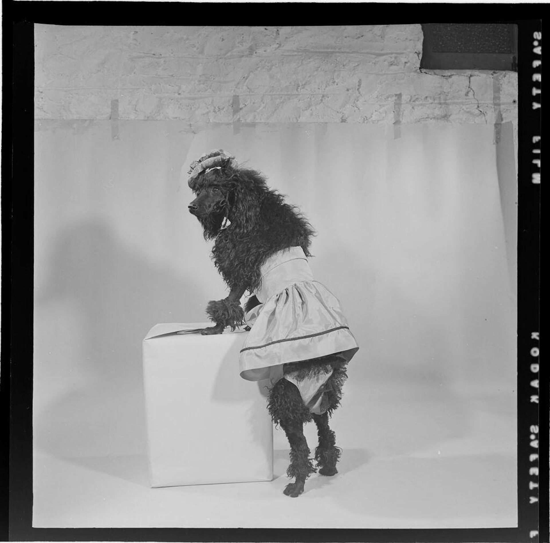 Untitled (dog dressed up in skirt and hat) by Jack Gould