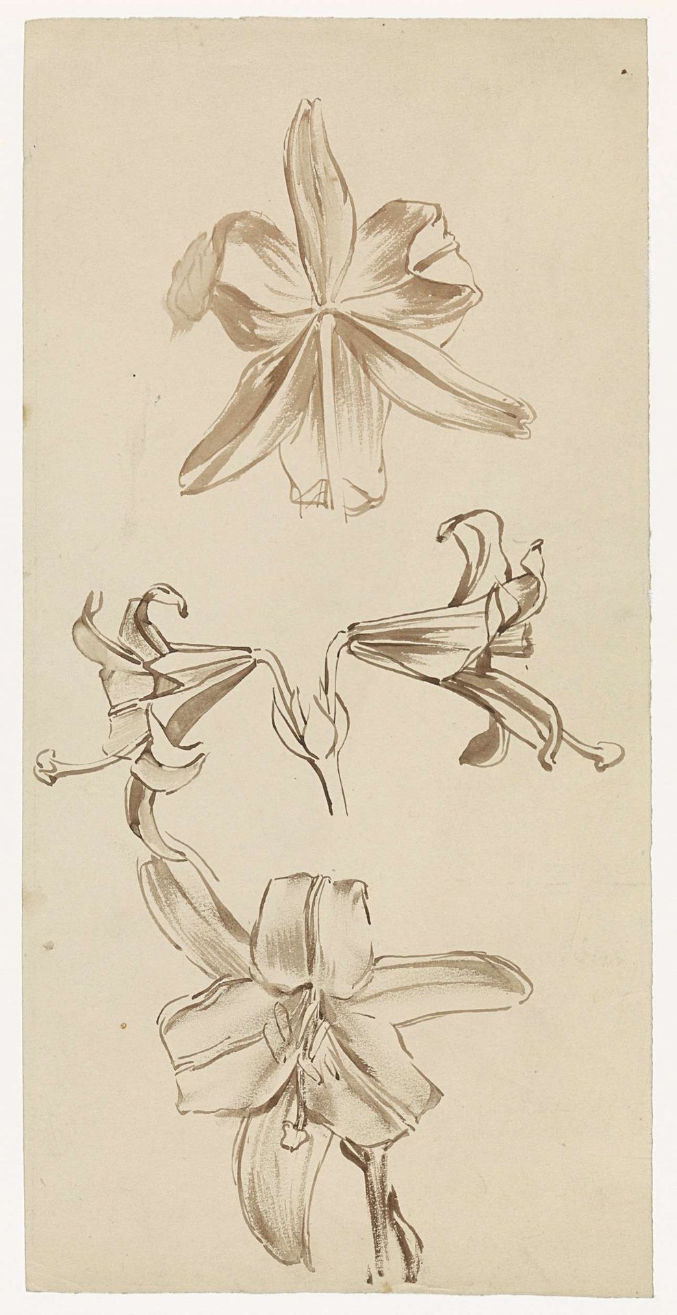 Studieblad met lelies by Antoon Derkinderen