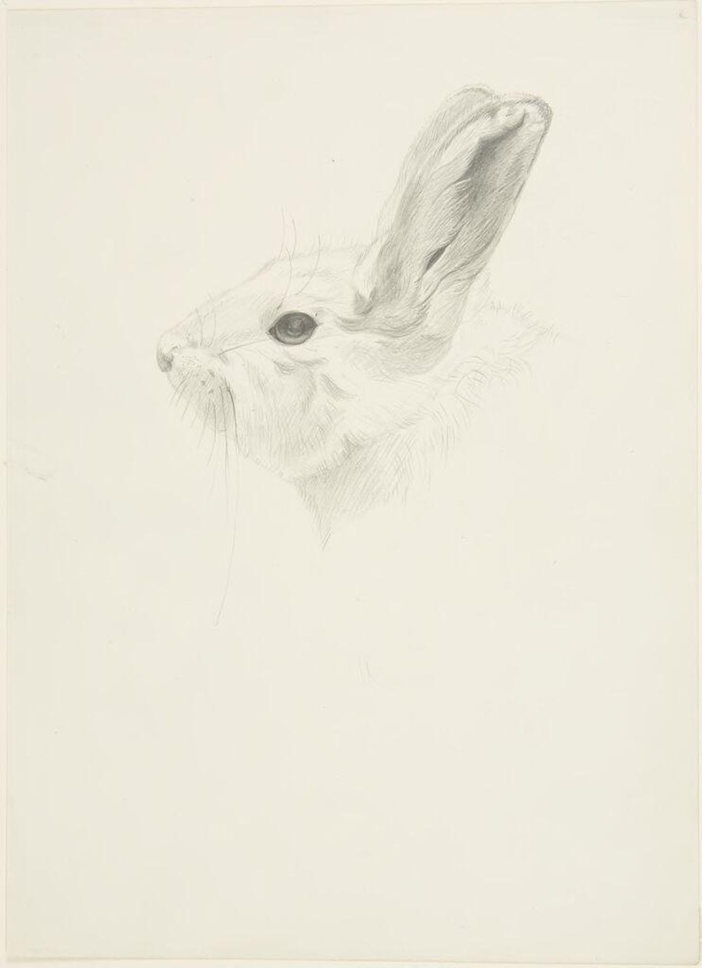 Head of a Hare by William Rowan