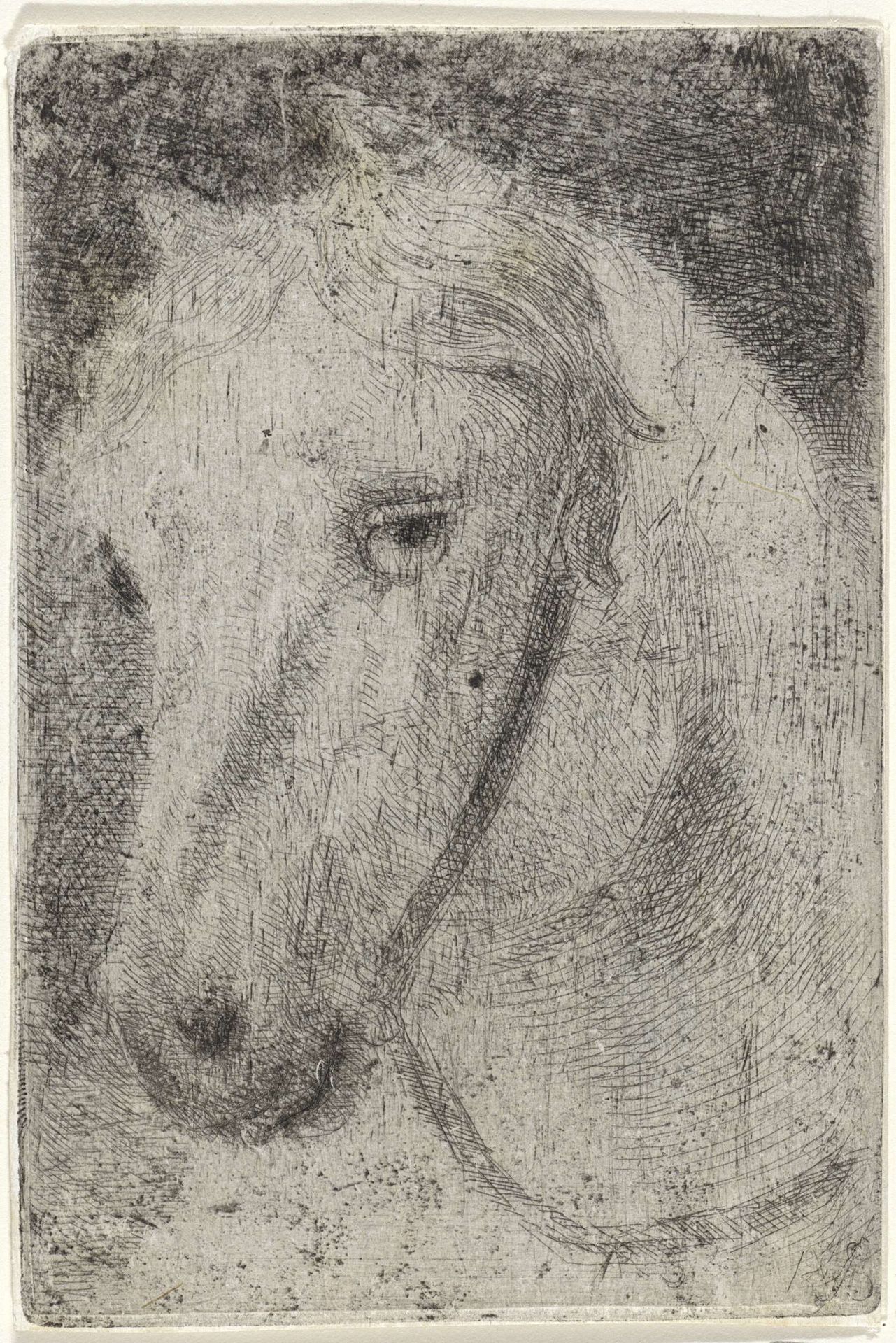 Hoofd van een wit paard by Arnoud Schaepkens