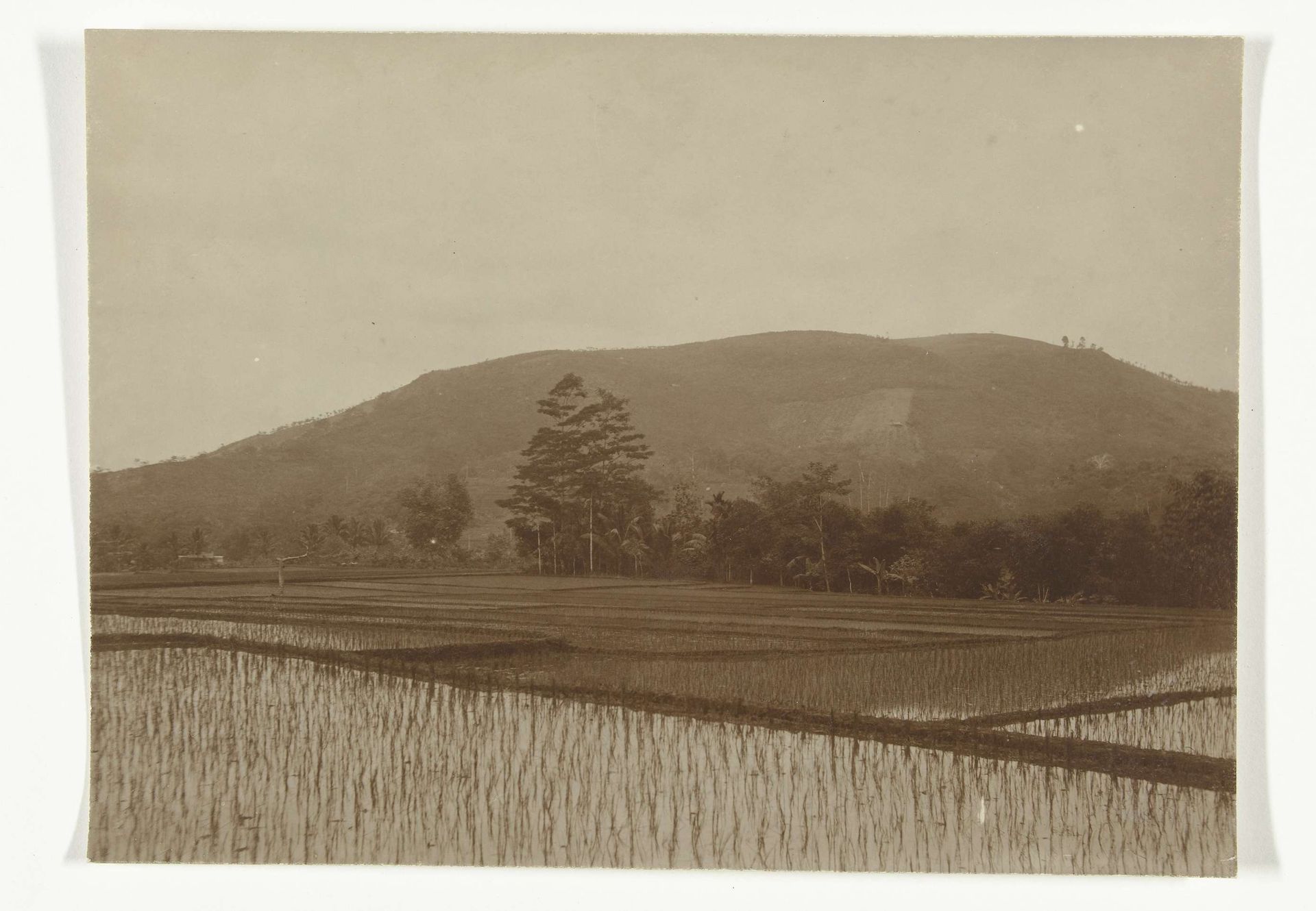 Landschap met sawah, voormalig Nederlands-Indië by Onnes Kurkdjian
