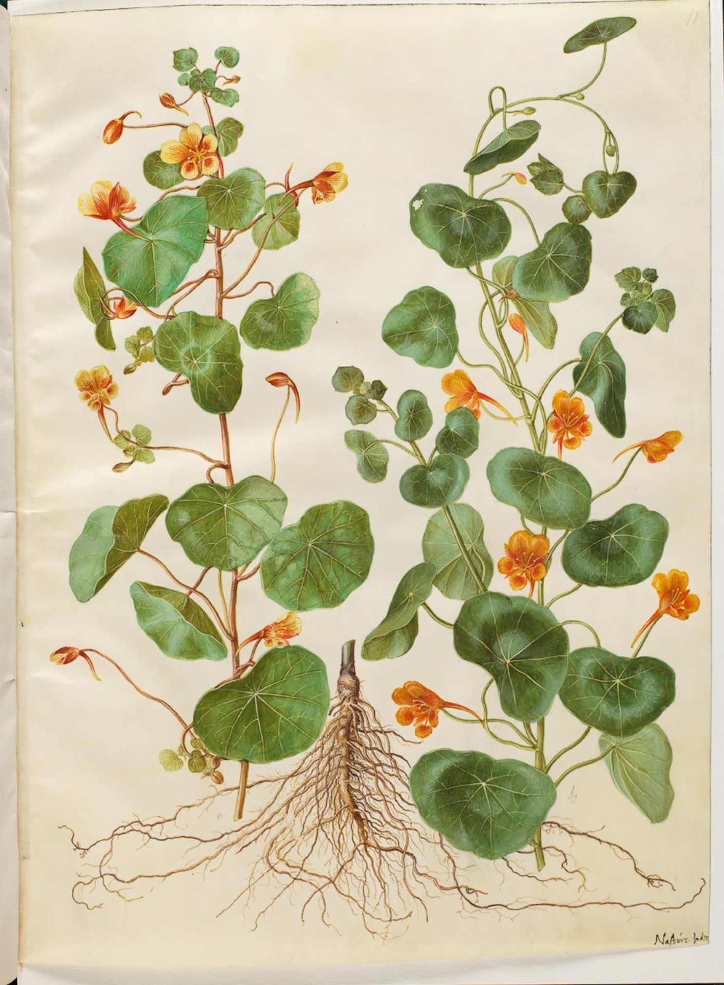 Tropaeolum minus (lille blomsterkarse) by Hans Simon Holtzbecker