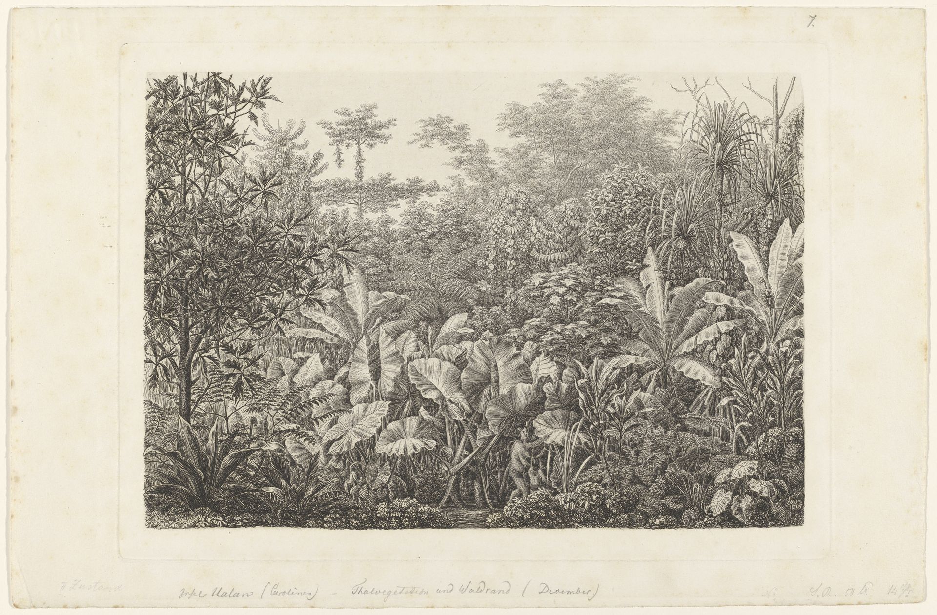 Regenwoud op Kosrae (Ualan), Oostelijke Carolinen, Micronesië by Friedrich Wilhelm Heinrich von Kittlitz