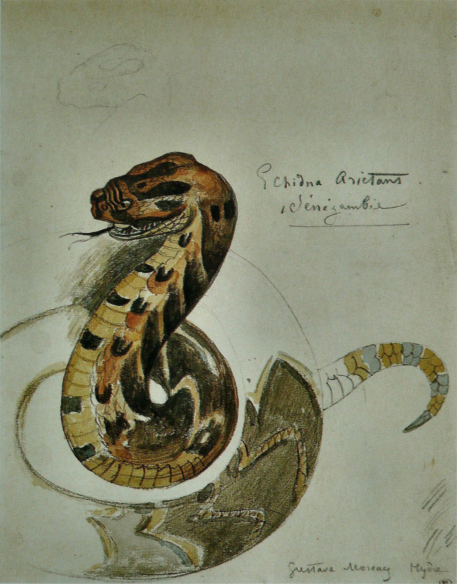 Study puff adder by Gustave Moreau