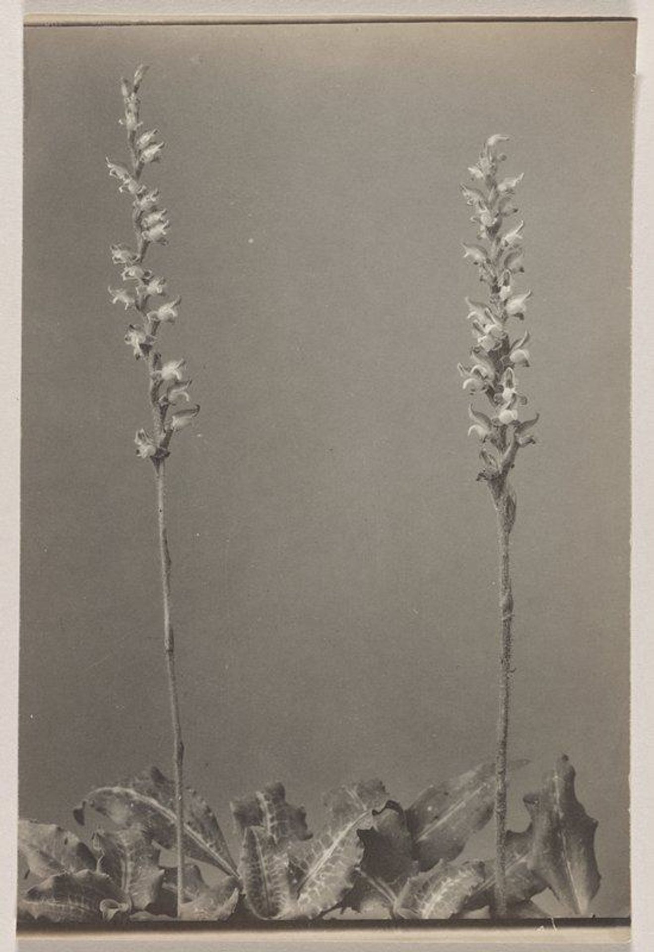 Goodyera decipiens- Menzie's Rattlesnake Plantain by Edwin Hale Lincoln