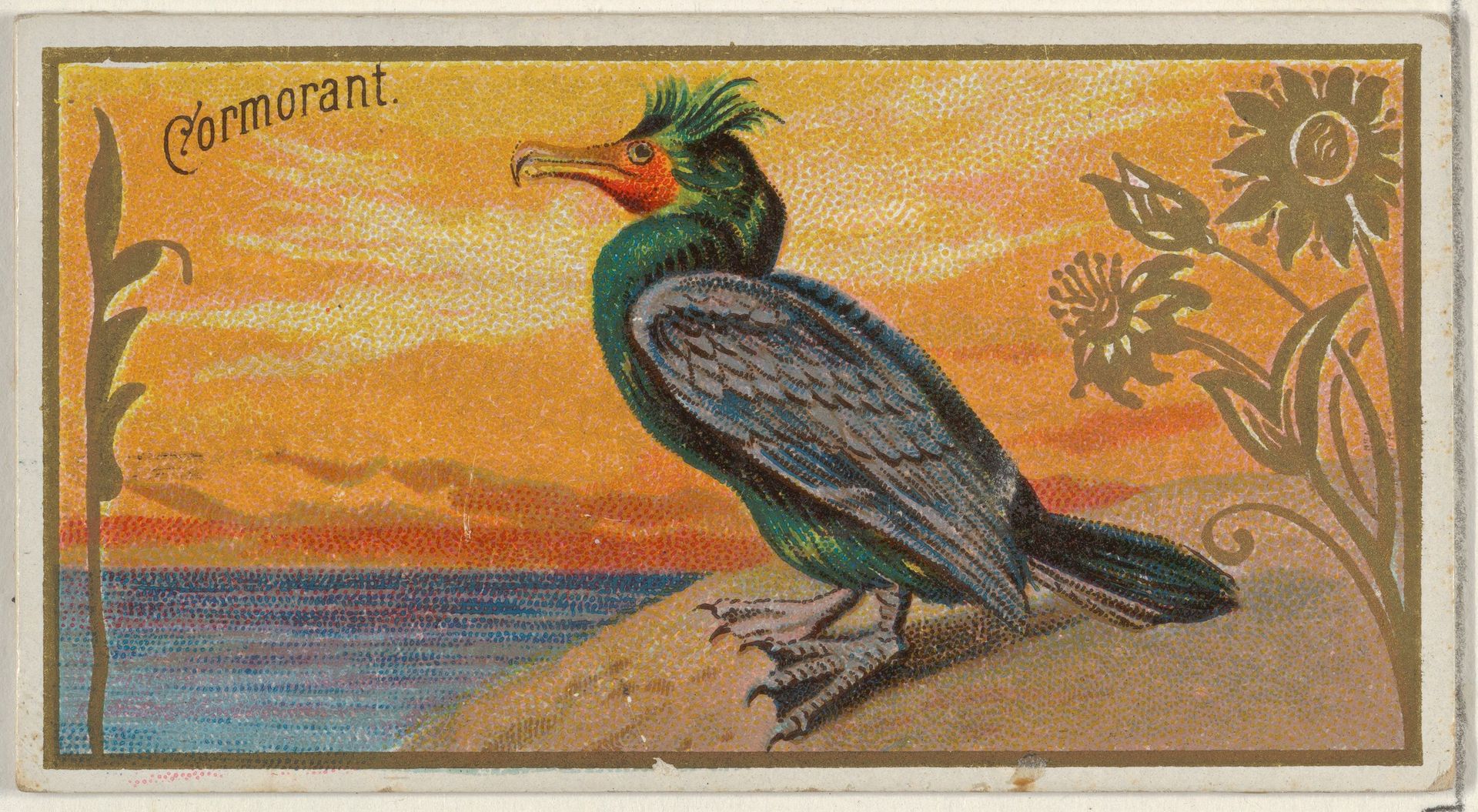 Cormorant, from the Game Birds series (N13) for Allen & Ginter Cigarettes Brands by Allen & Ginter