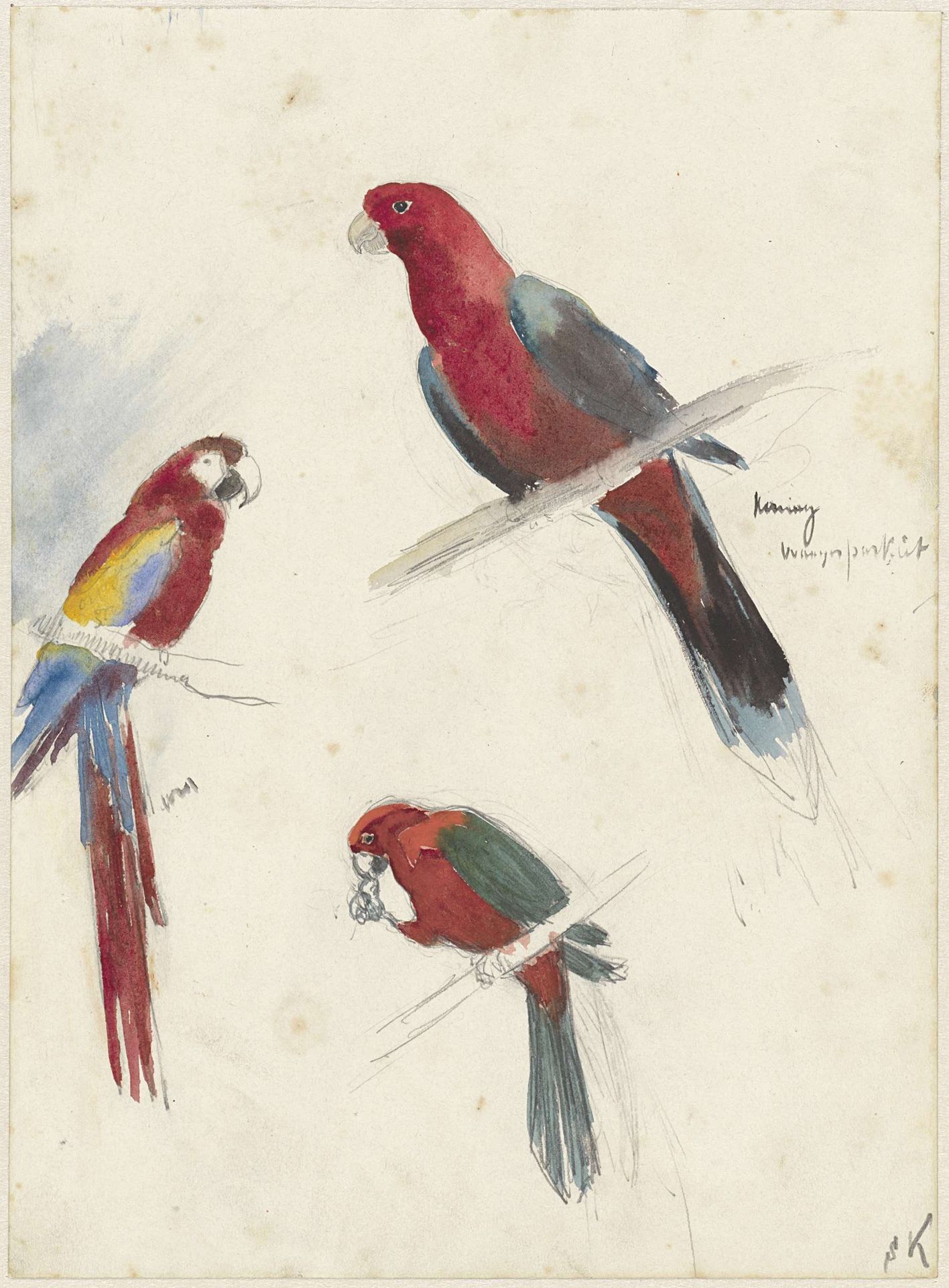 Studies van papegaaien by Anna Maria Kruijff