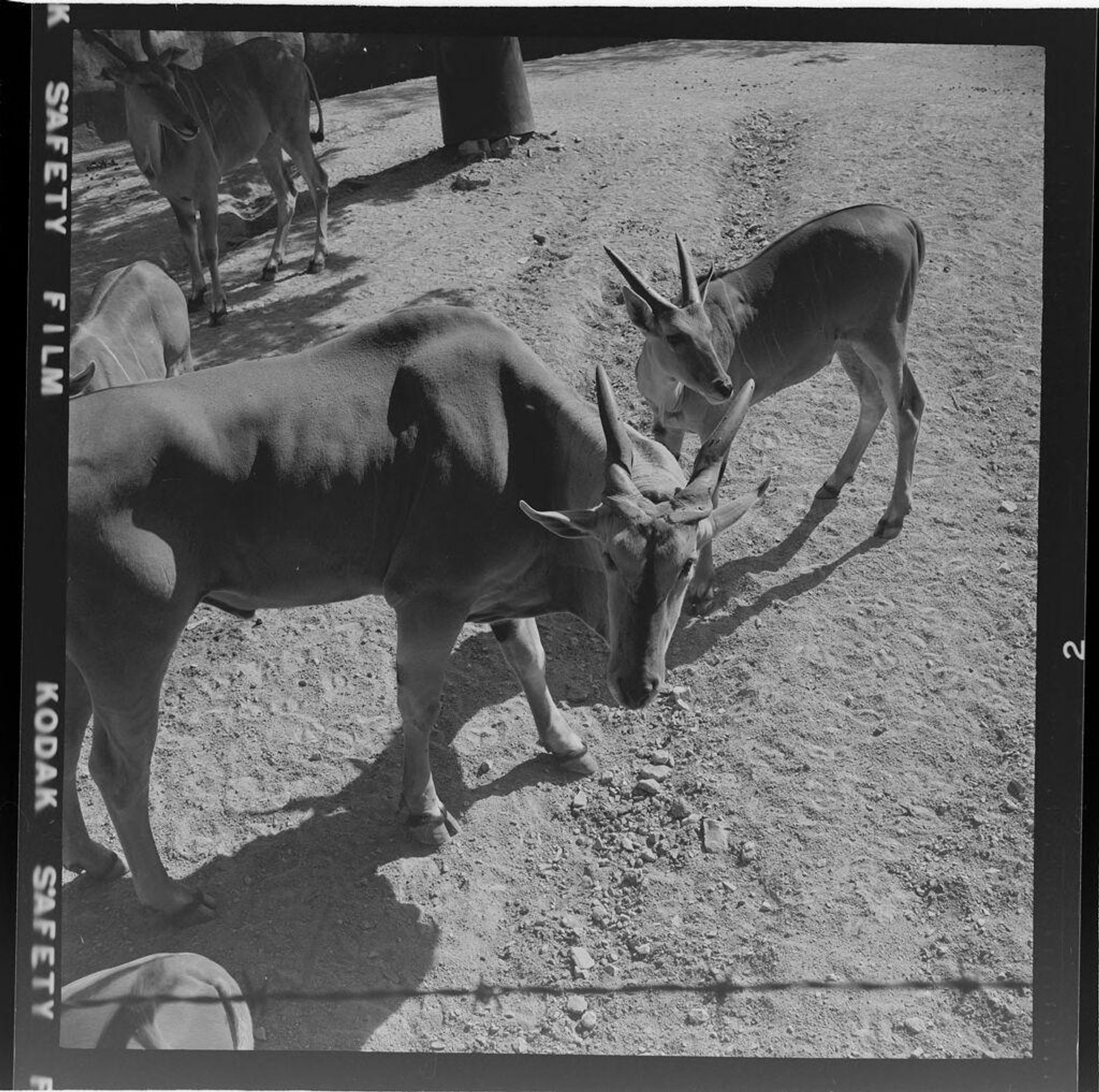 Untitled (antelopes at the zoo) by Jack Gould