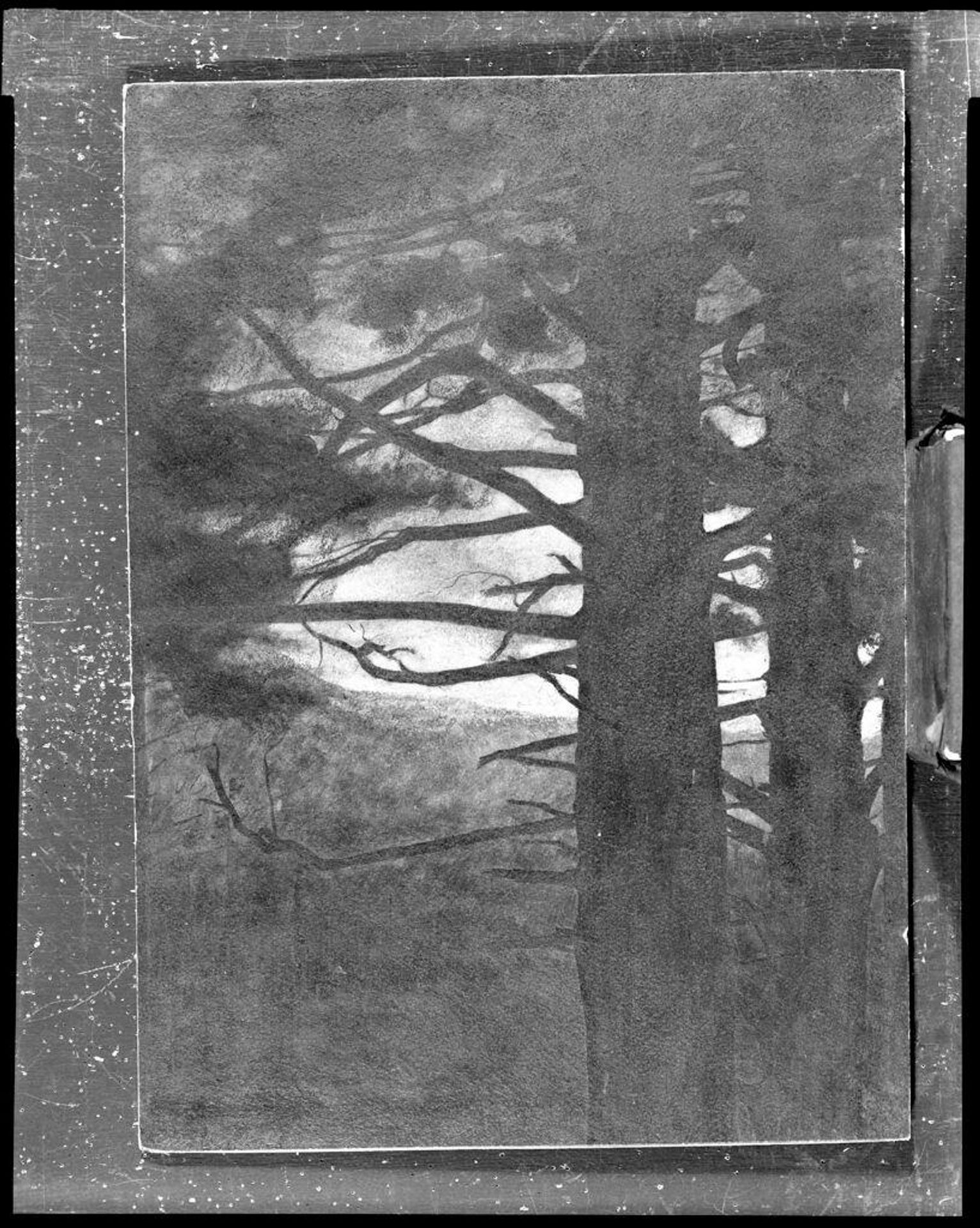Hemlock and Pines by Charles William Hudson
