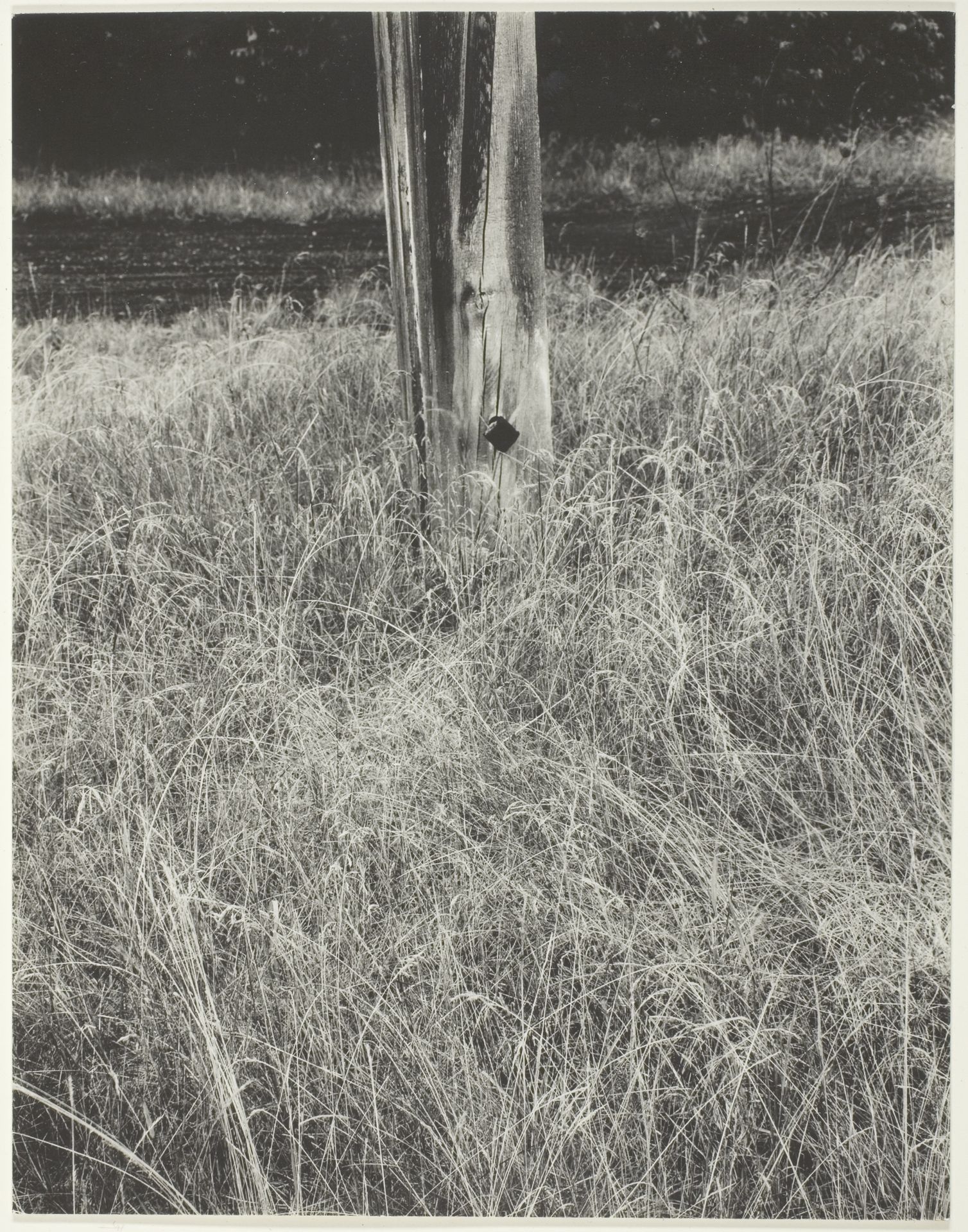 Grass and Flagpole by Alfred Stieglitz