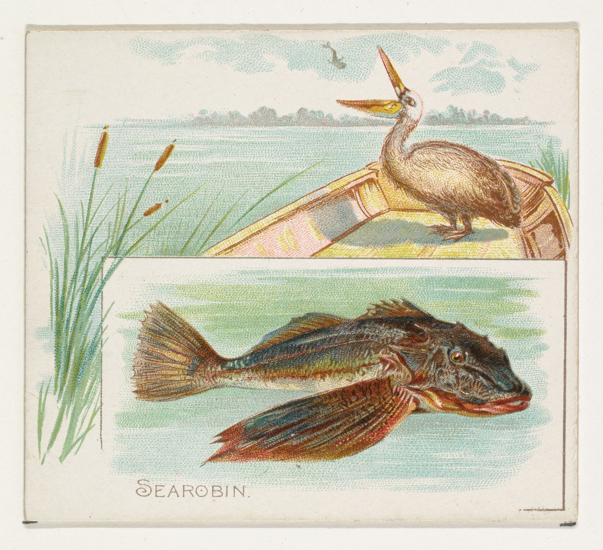 Searobin, from Fish from American Waters series (N39) for Allen & Ginter Cigarettes by Allen & Ginter