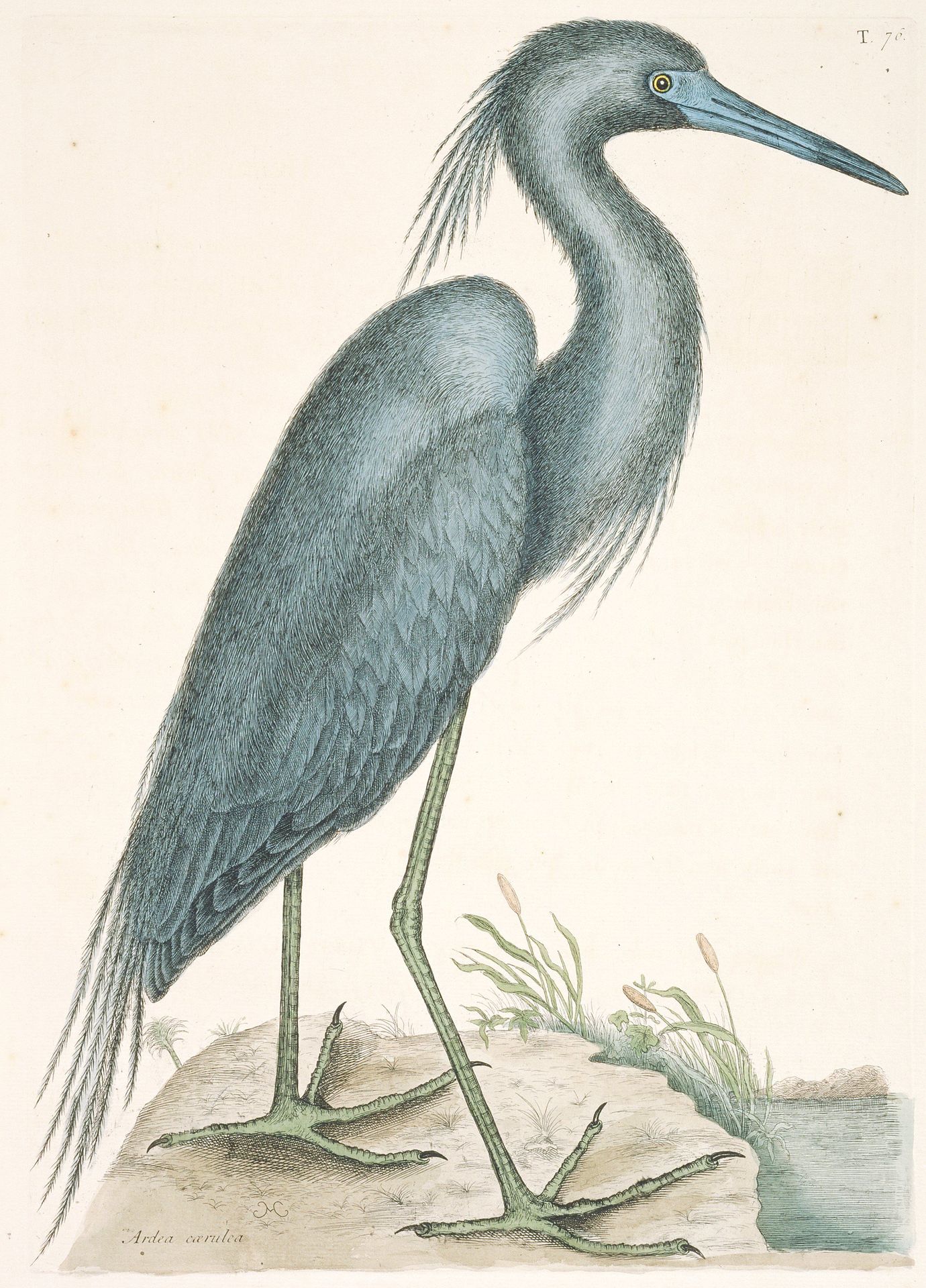 Blue Heron by Mark Catesby