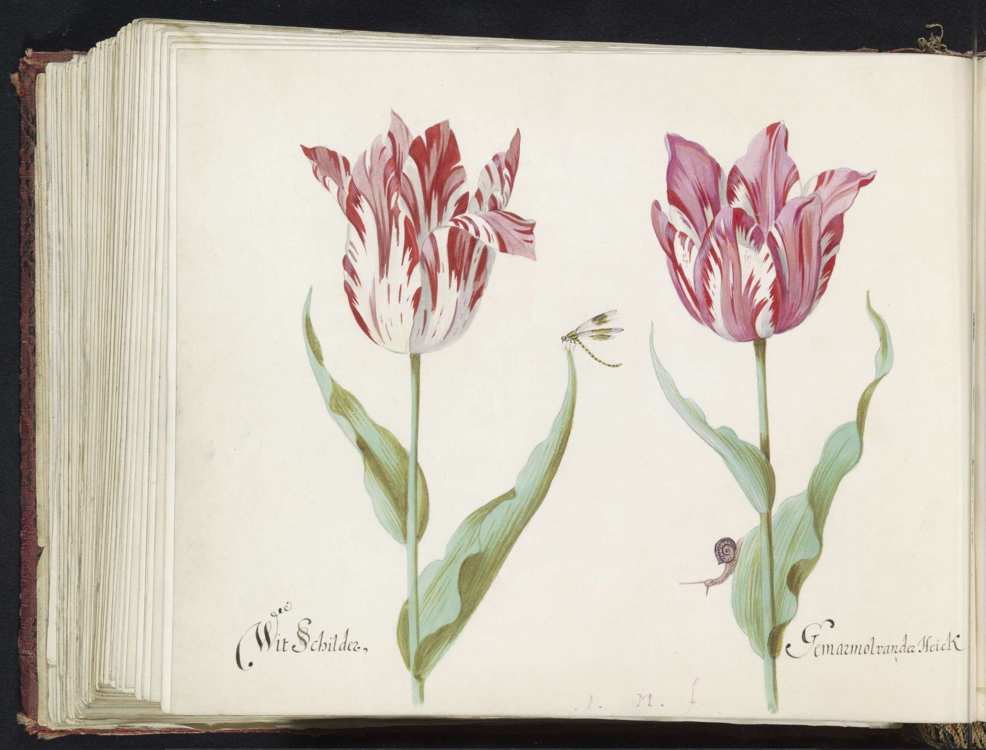 Twee tulpen met waterjuffer en slak by Jacob Marrel