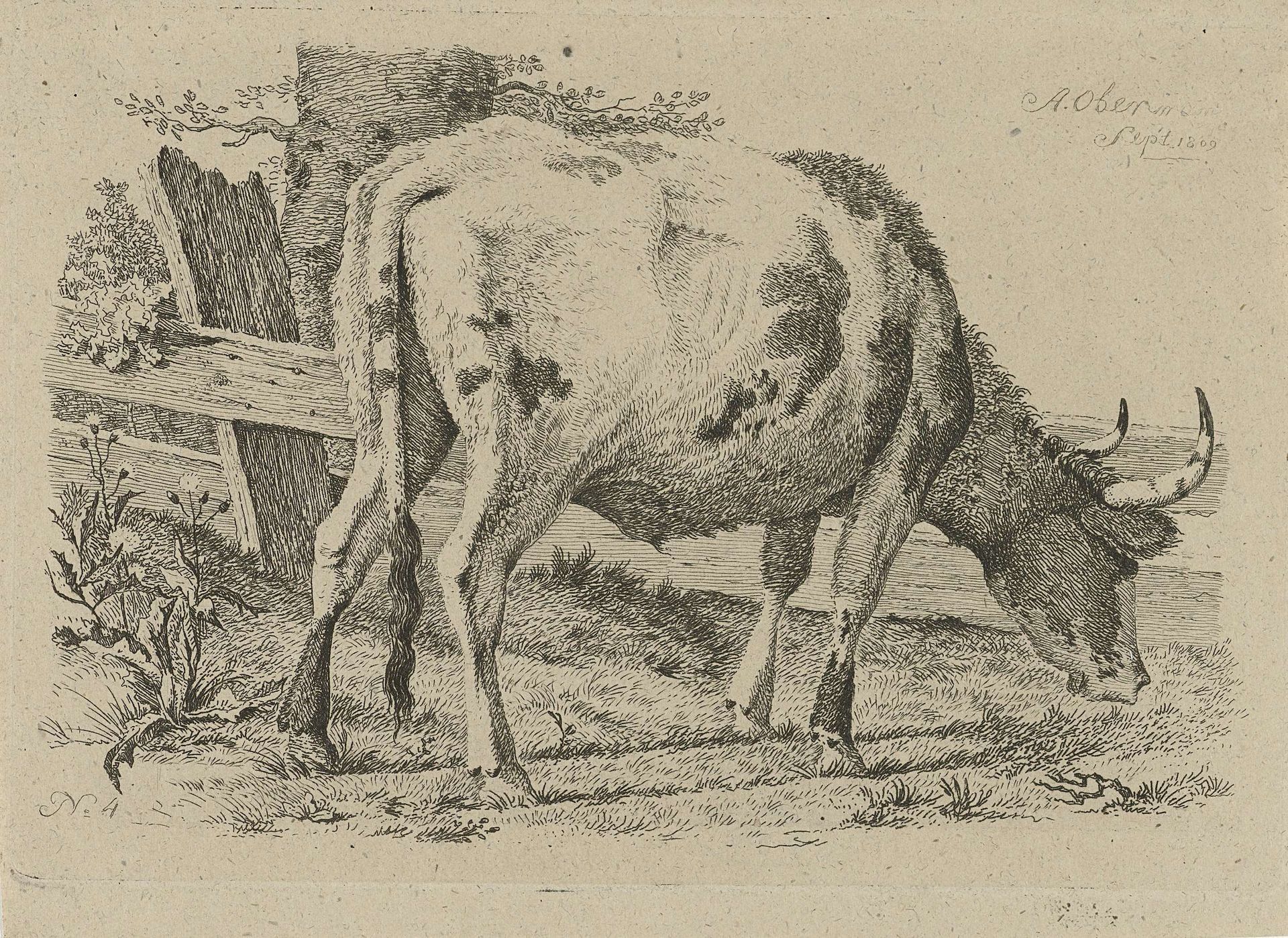 Grazende koe bij een schutting by Anthony Oberman