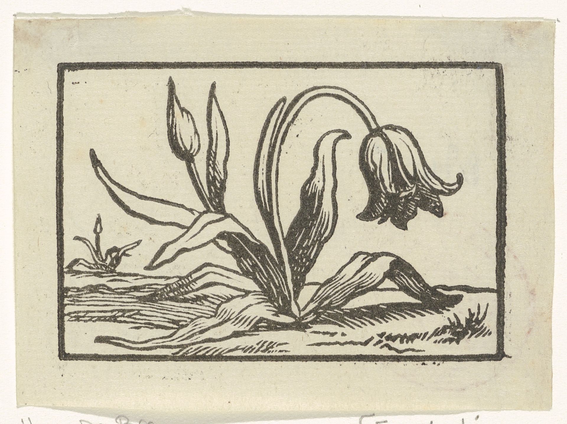 Tulp in bloei by Anonymous