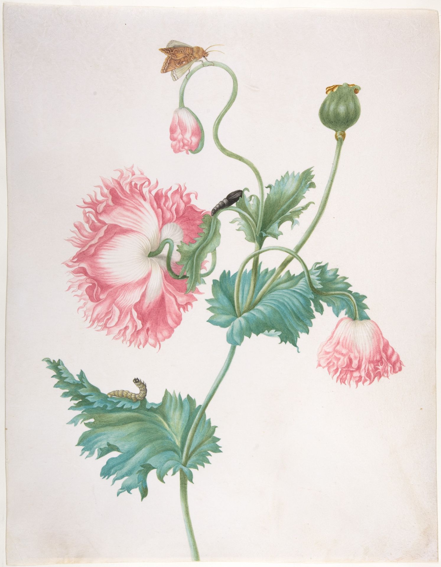 A Poppy in Three Stages of Flowering, with a Caterpillar, Pupa and Butterfly by Johanna Helena Herolt (née Graff)