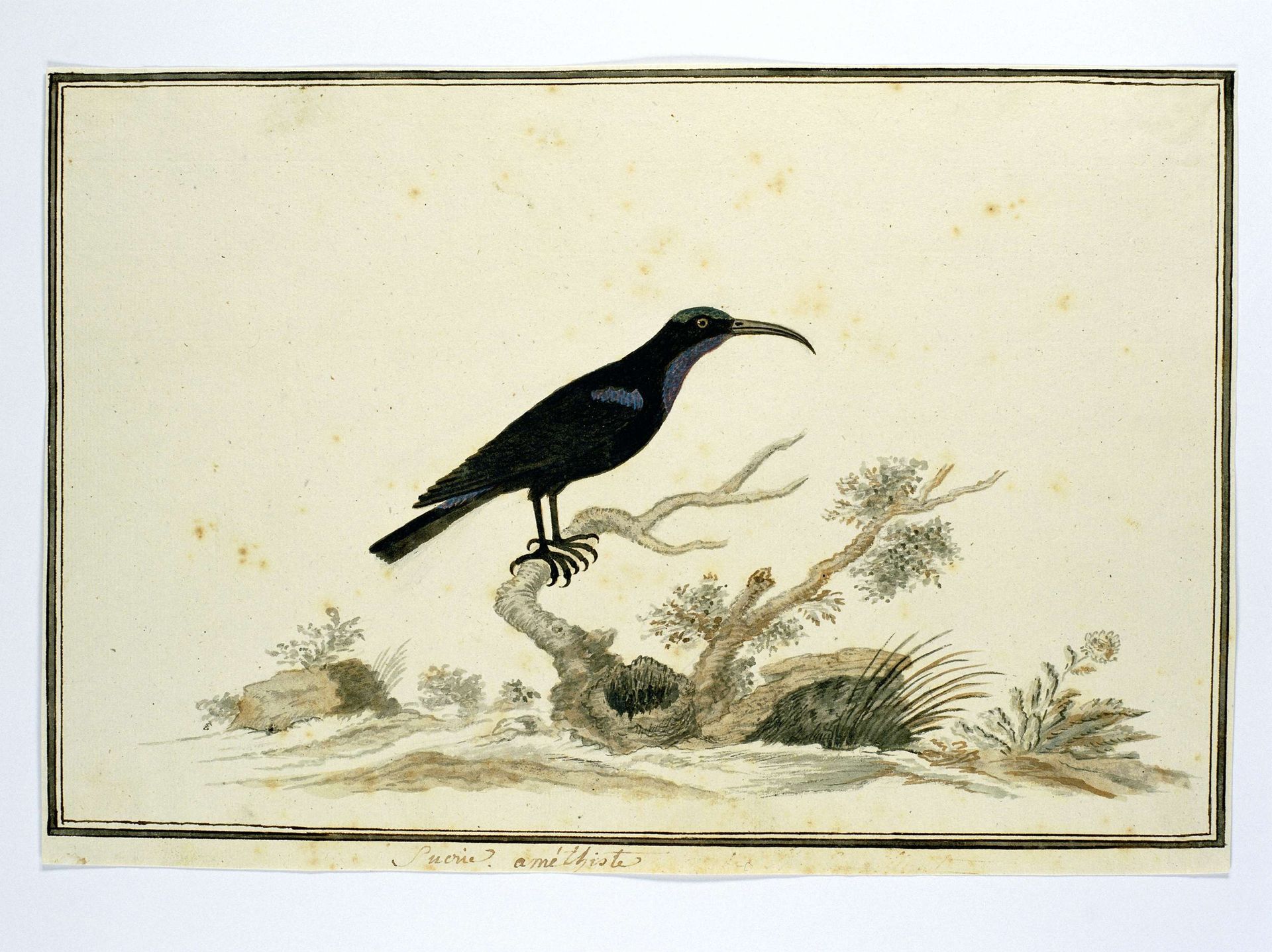 Nectarinia amethystina (Amethyst sunbird) by Robert Jacob Gordon