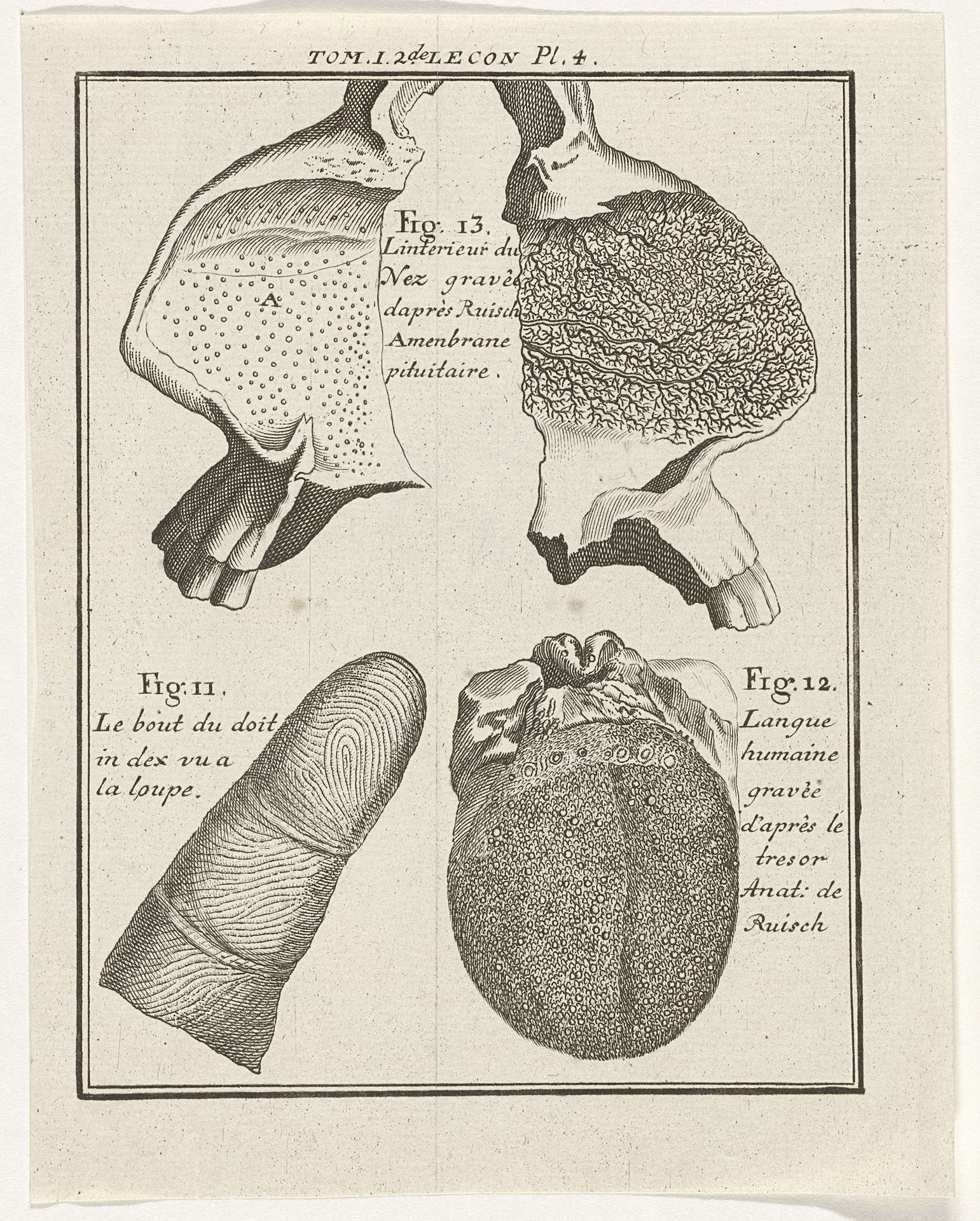 Anatomische weergave van de tong, neus en wijsvinger by Nicolaas van Frankendaal