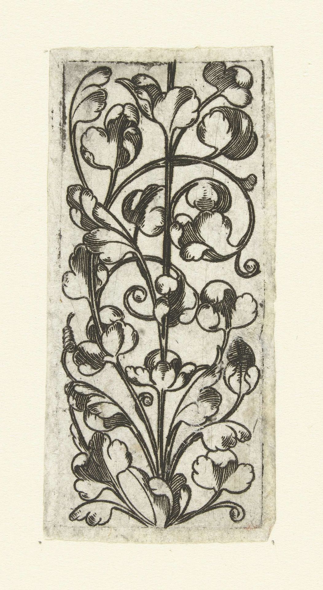 Kaarsrechte stengel by Anonymous