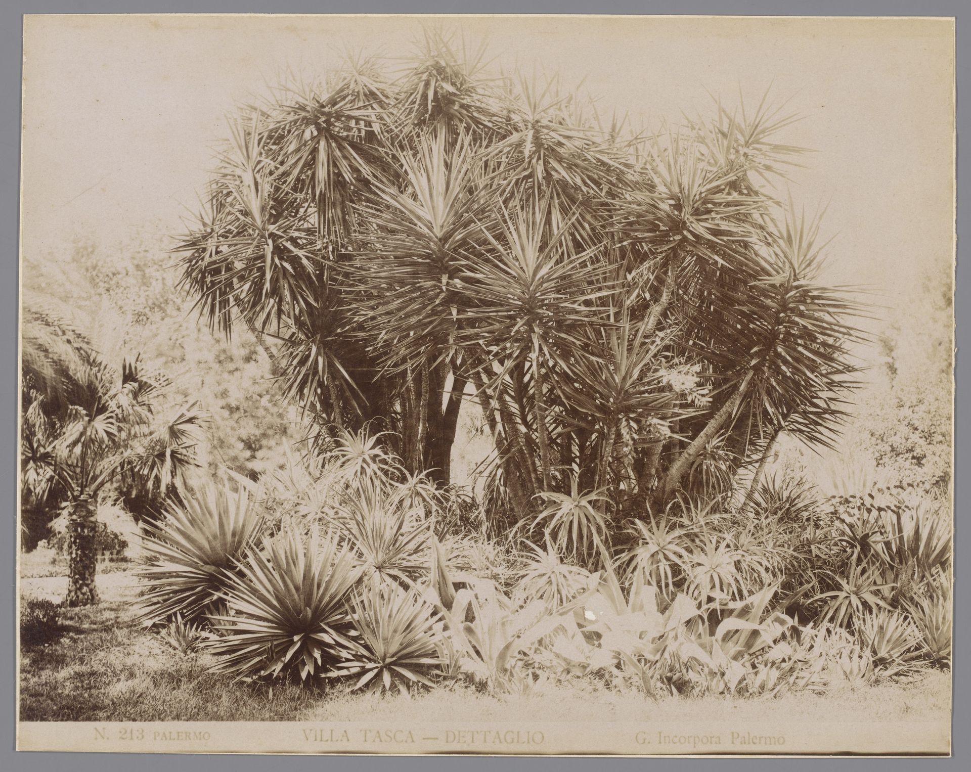 Bomen en struikgewas in de tuin van Villa Tasca in Palermo by Giuseppe Incorpora
