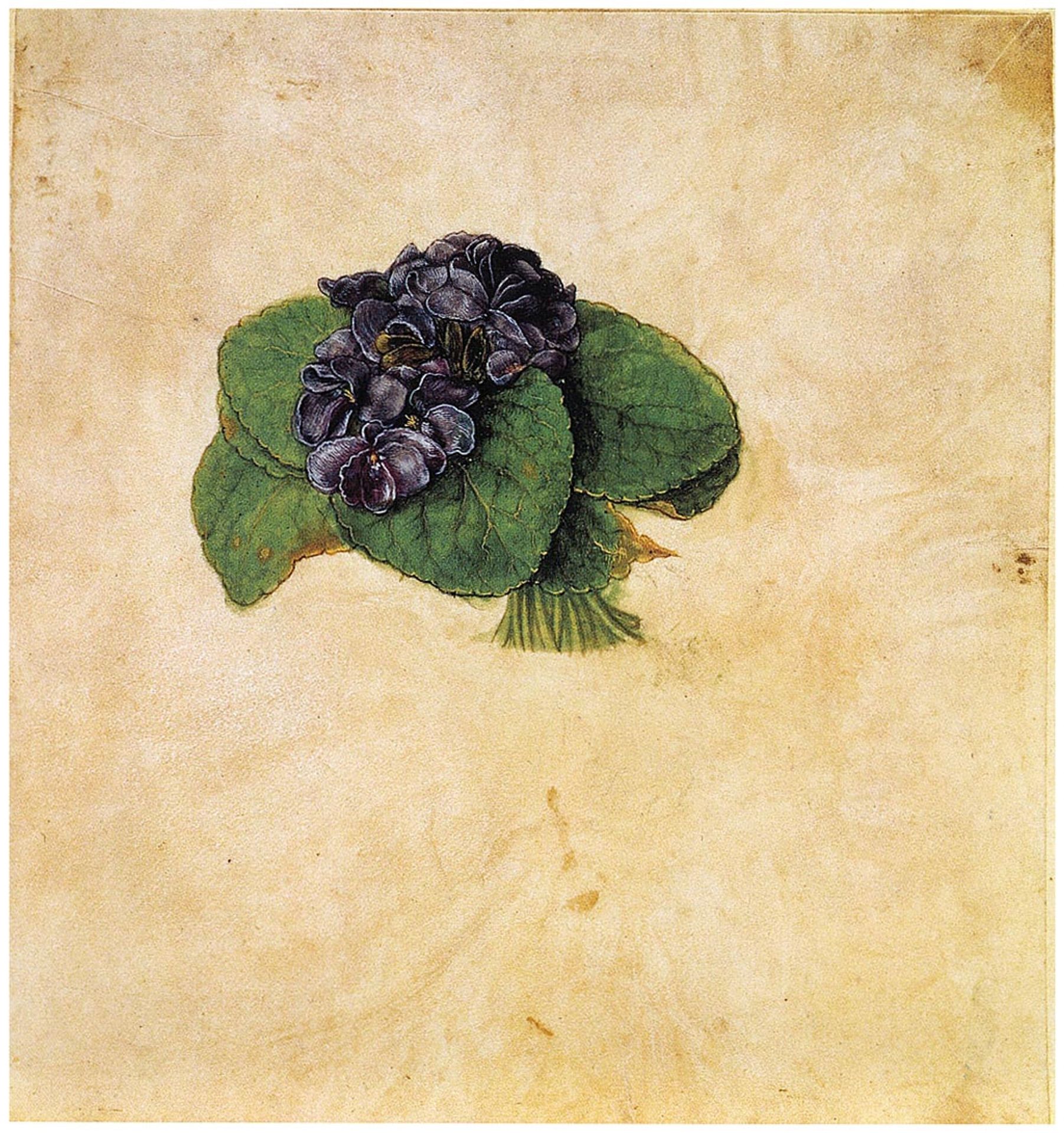 Violet Bouquet by Albrecht Durer