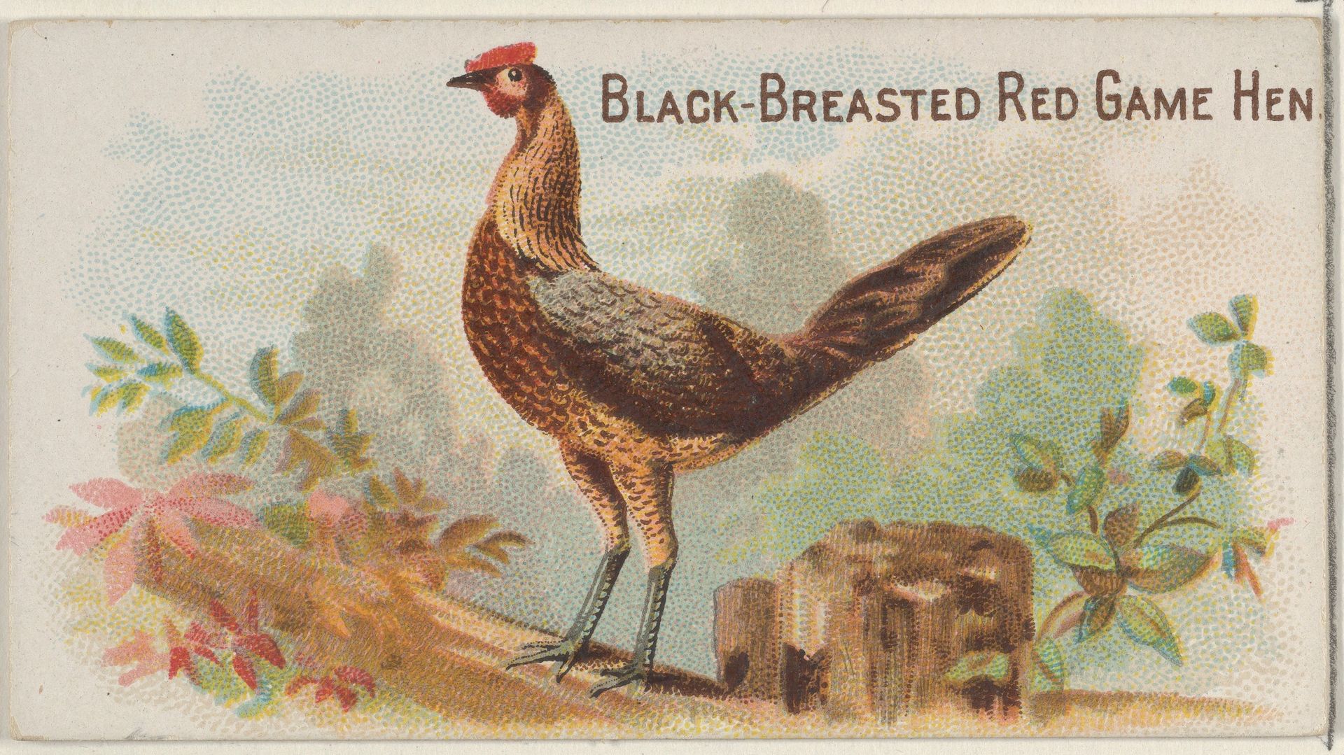 Black-Breasted Red Game Hen, from the Prize and Game Chickens series (N20) for Allen & Ginter Cigarettes by Allen & Ginter