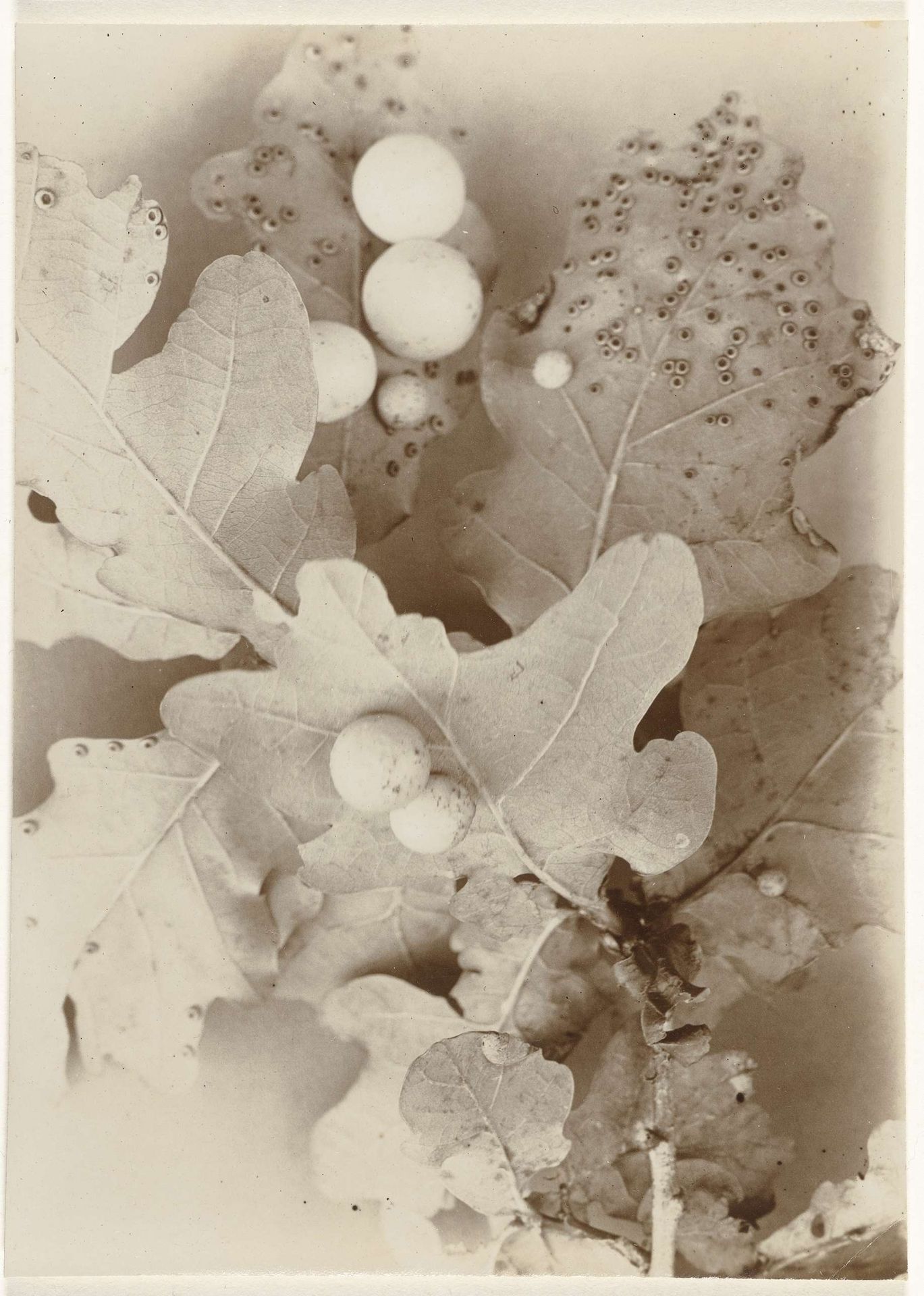 Tak van een eik (bomen) by Richard Tepe