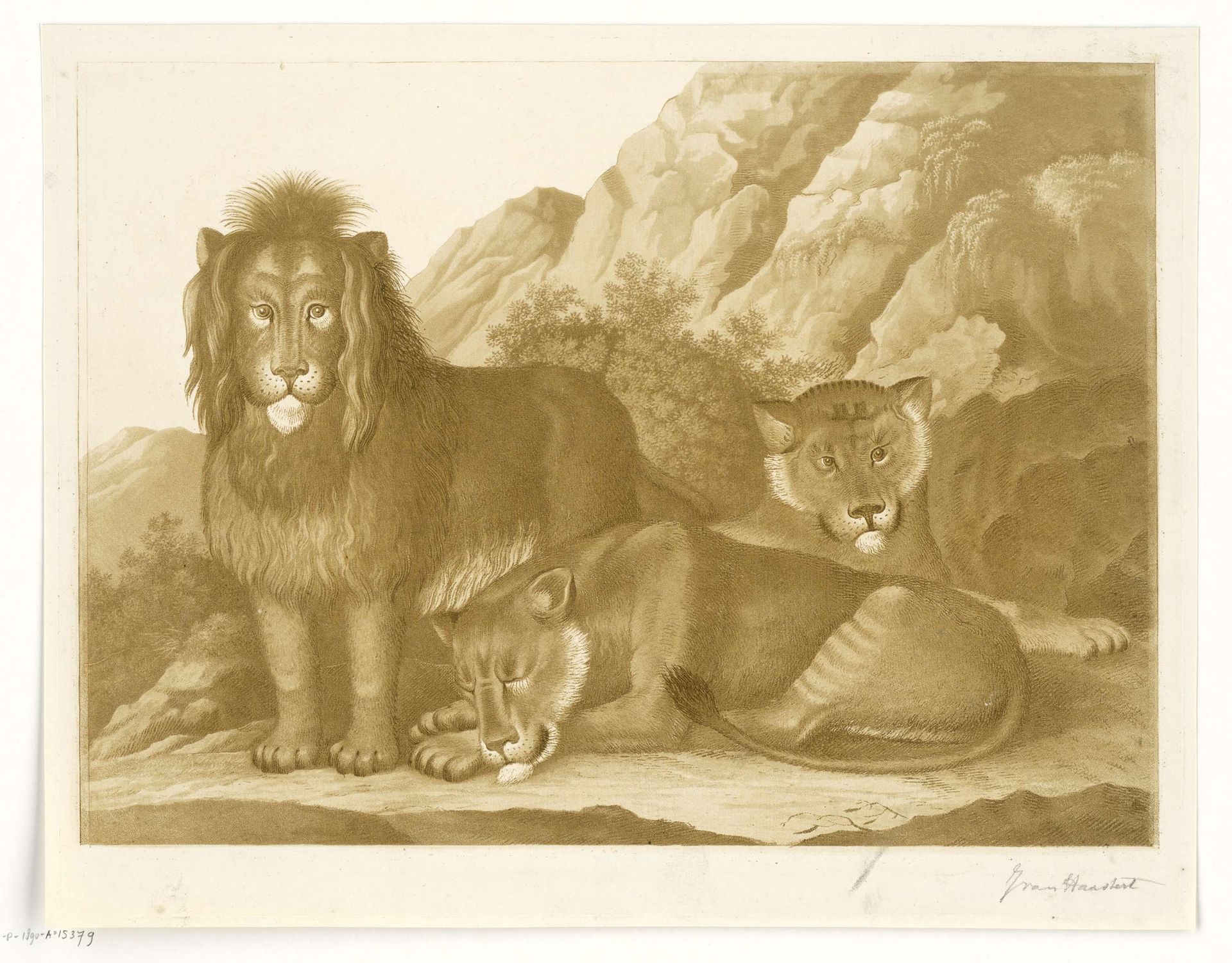 Leeuw en twee leeuwinnen by Isaac van Haastert