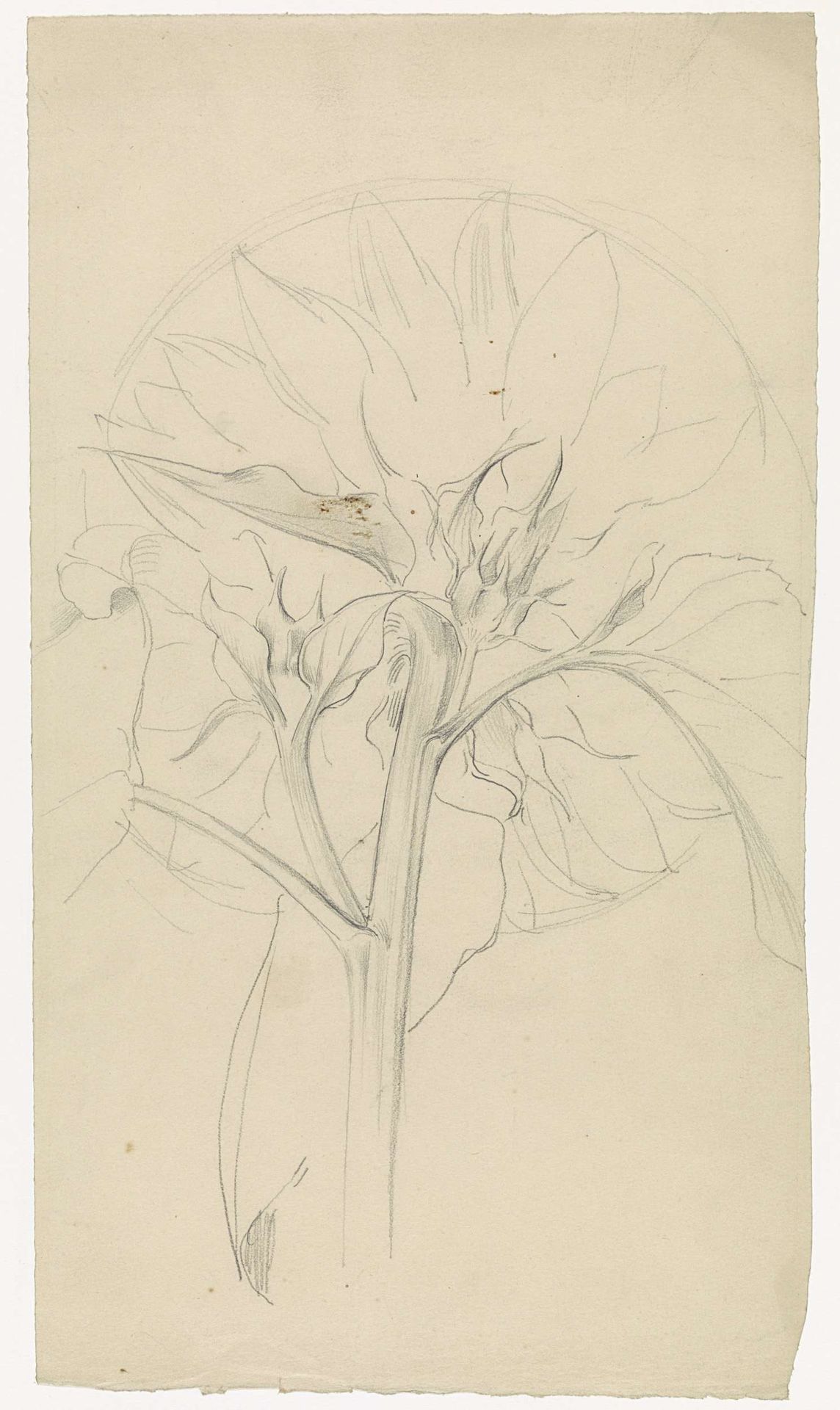 Zonnebloem by Antoon Derkinderen