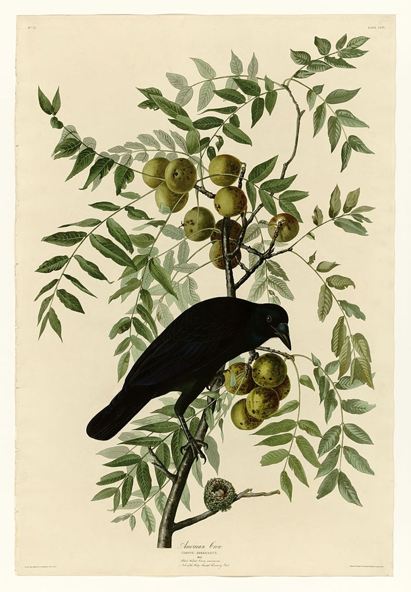 Plate 156 American Crow by John James Audubon